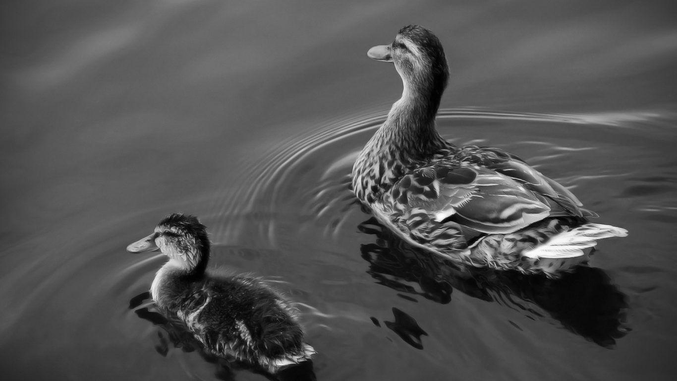 1366x768 Bird: Drake Waterfowl Mandarin Bird Animals Birds HD Wallpaper HD 16