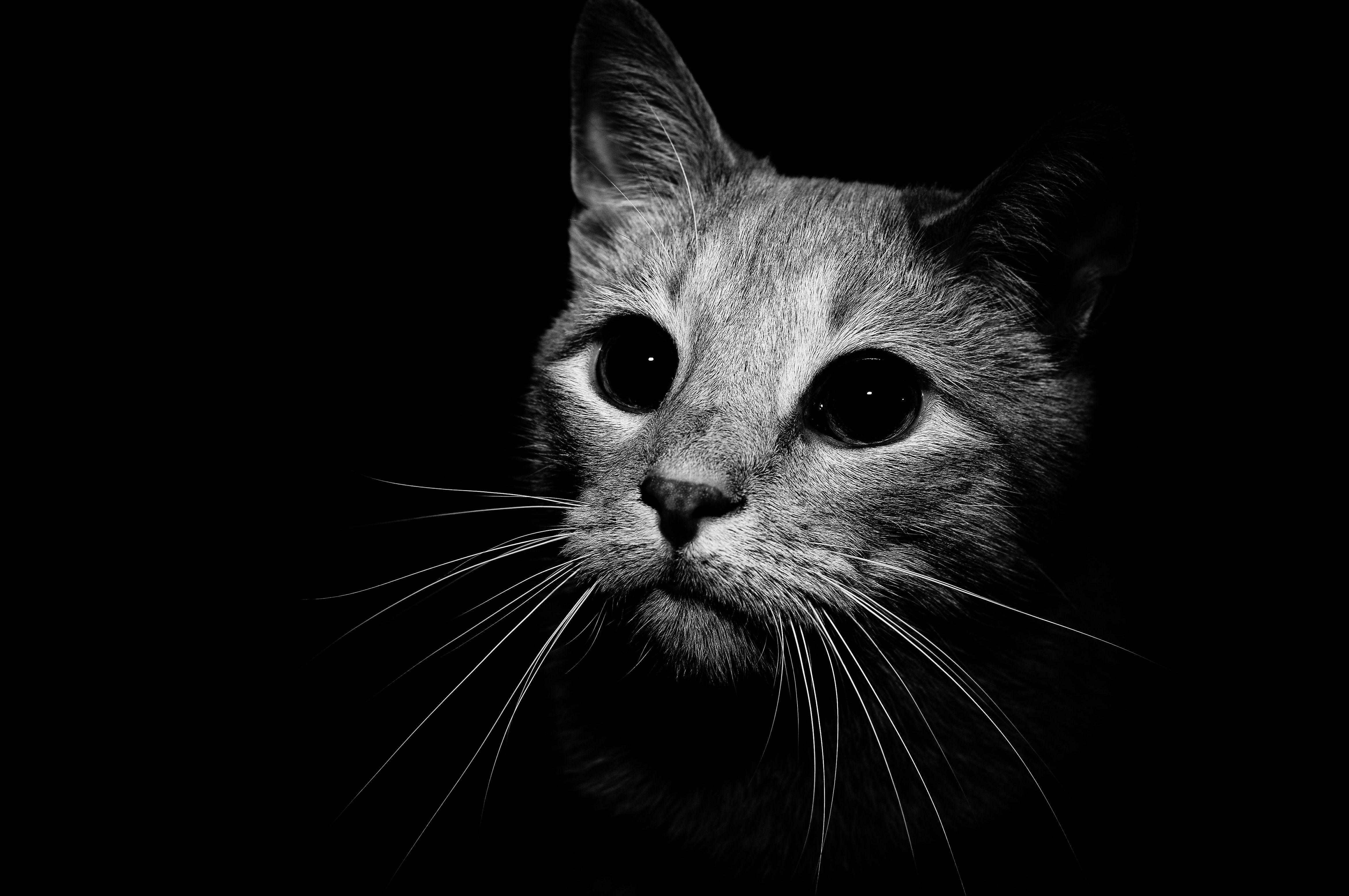 Black And White Cat Photography Wallpaper
