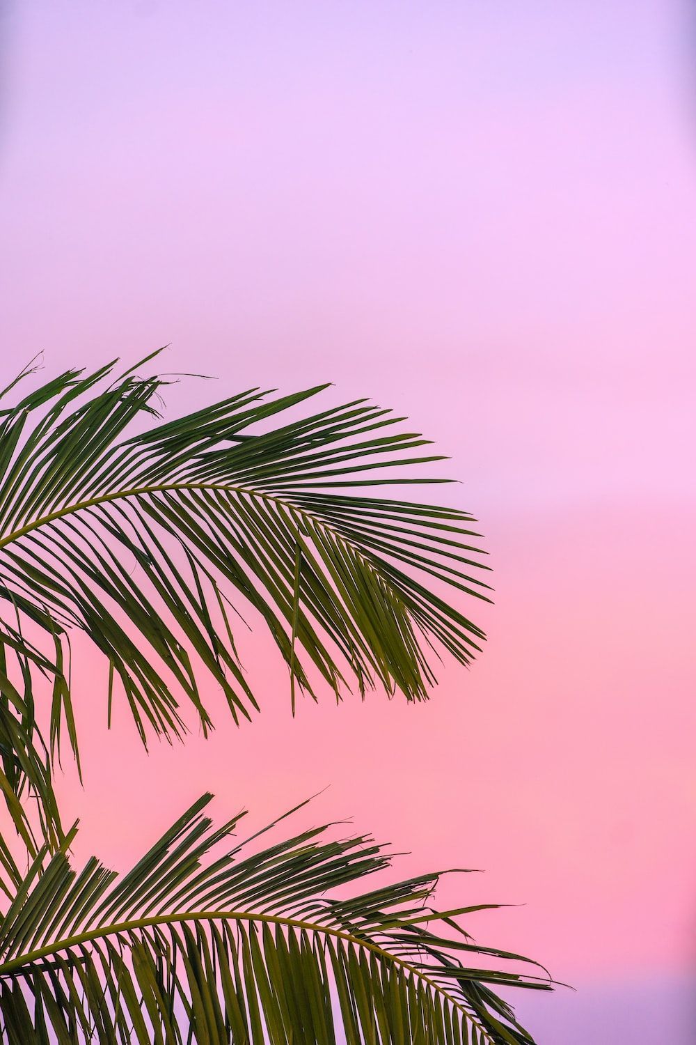 1000x1500 Summer Wallpaper: Free HD Download [HQ]