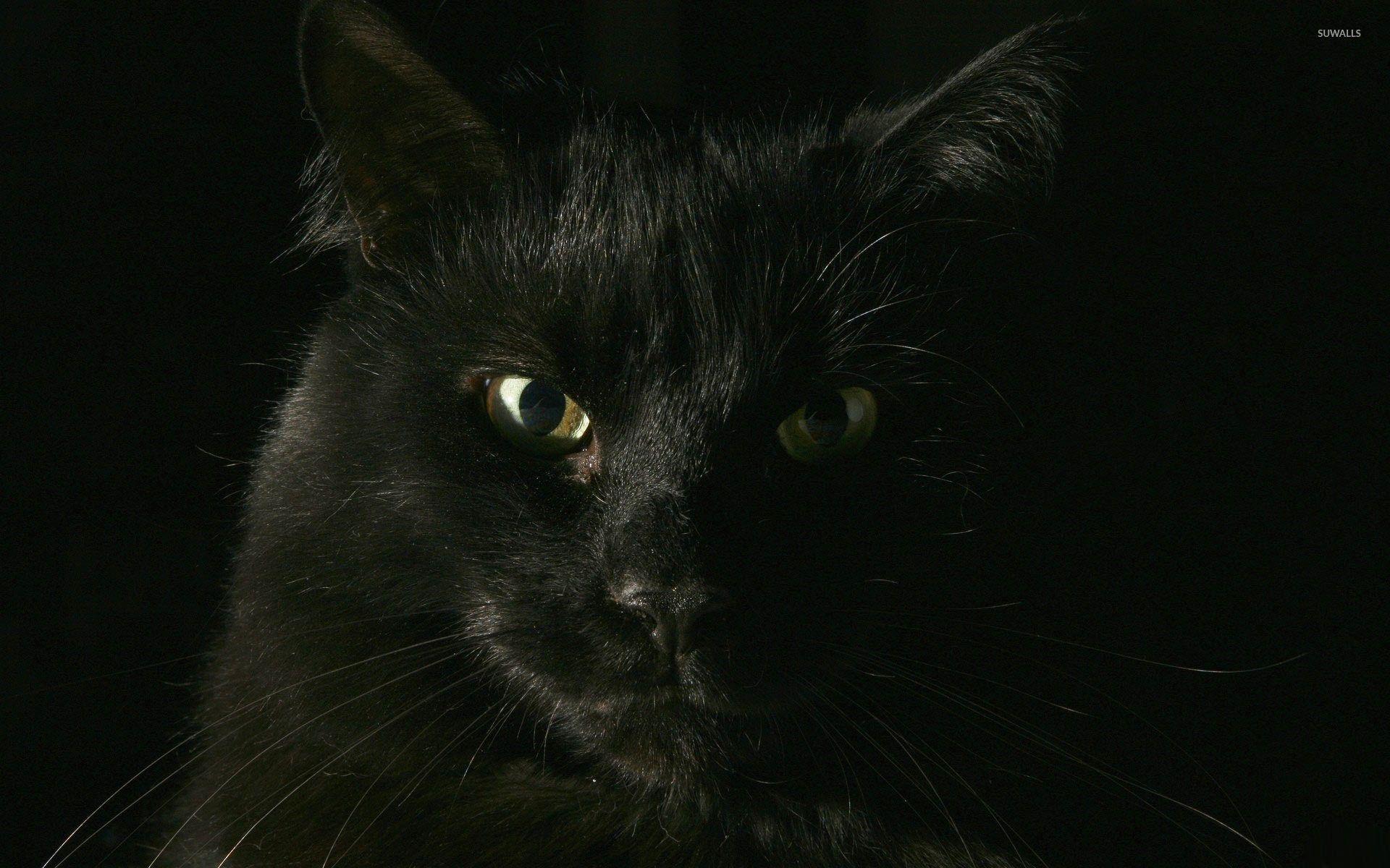1920x1200 Black Cat wallpaper wallpaper