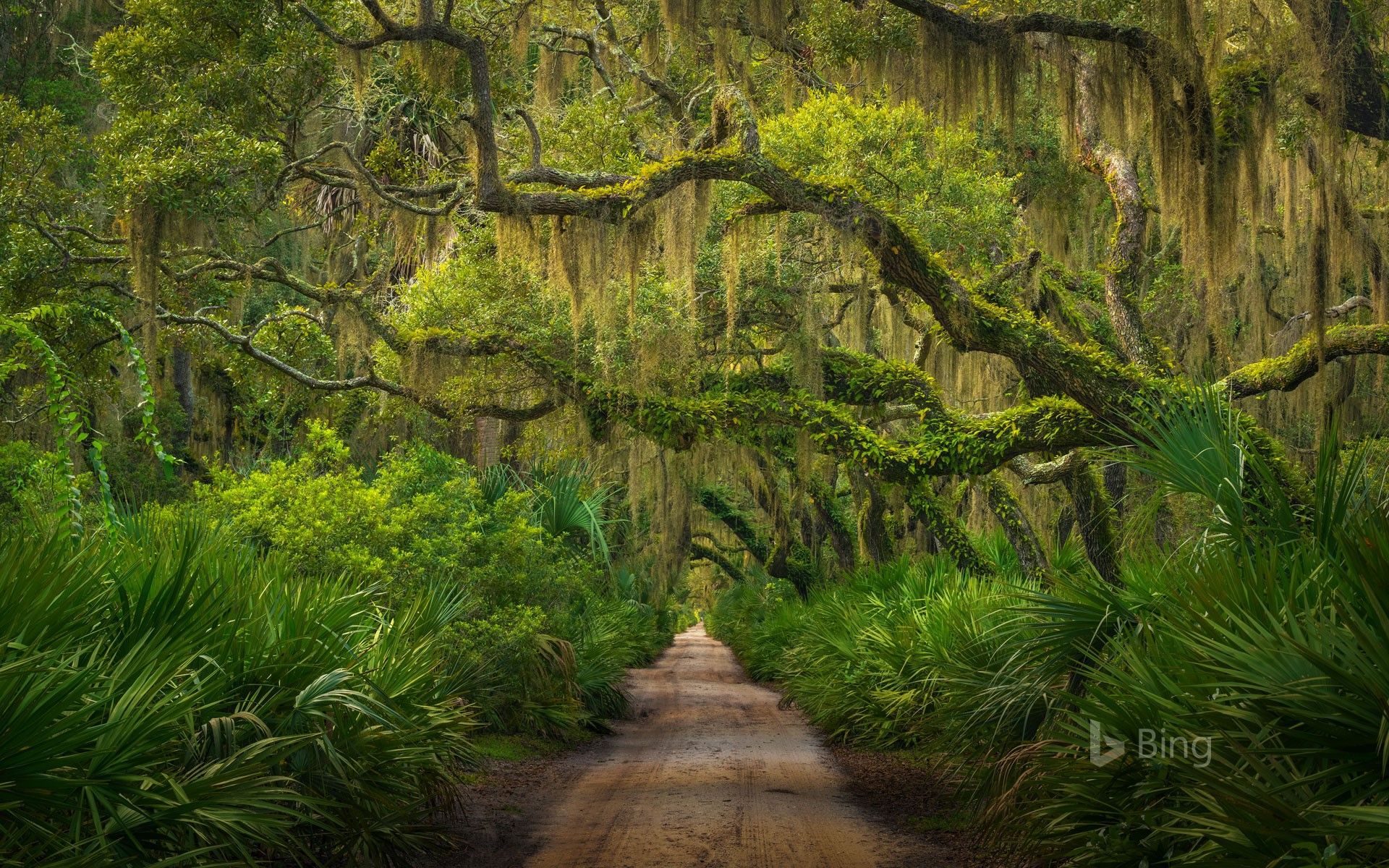 1920x1200 Maritime forest on Cumberland Island, Georgia