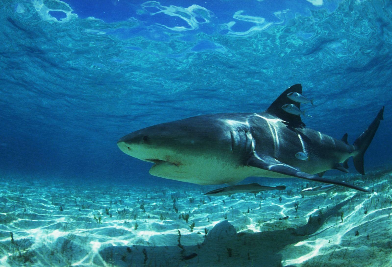 1600x1090 shark pics in high resolution. Best Sharks And Killer Whales