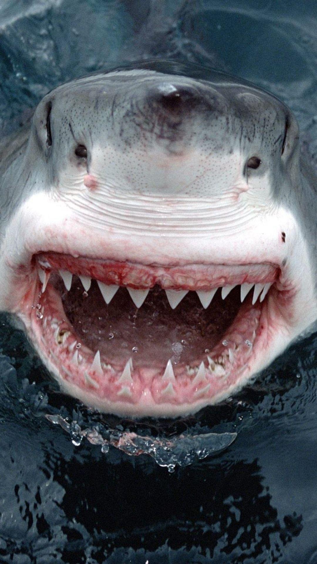 1080x1920 Wallpaper shark, teeth, face, anger. What the kids want