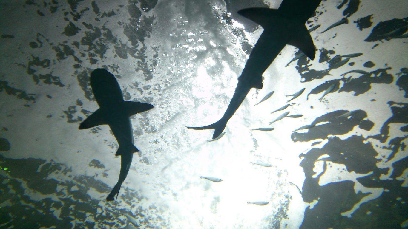 1366x768 Sharks Battle White Great Fish Scarred Teeth Shark Jaws HD
