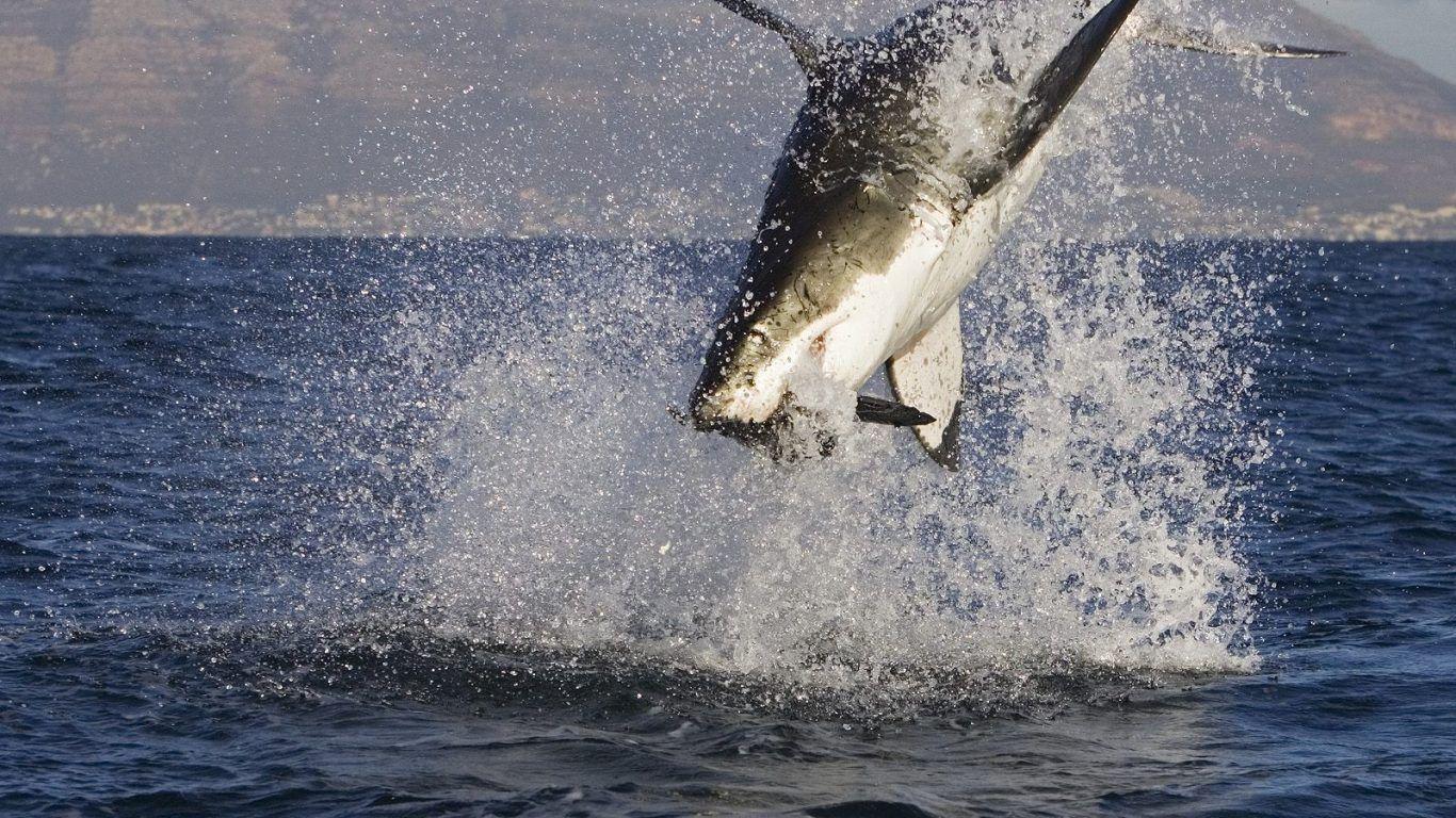 1366x768 Shark Fish Scarred White Great Battle Teeth Jaws Sharks Wallpaper