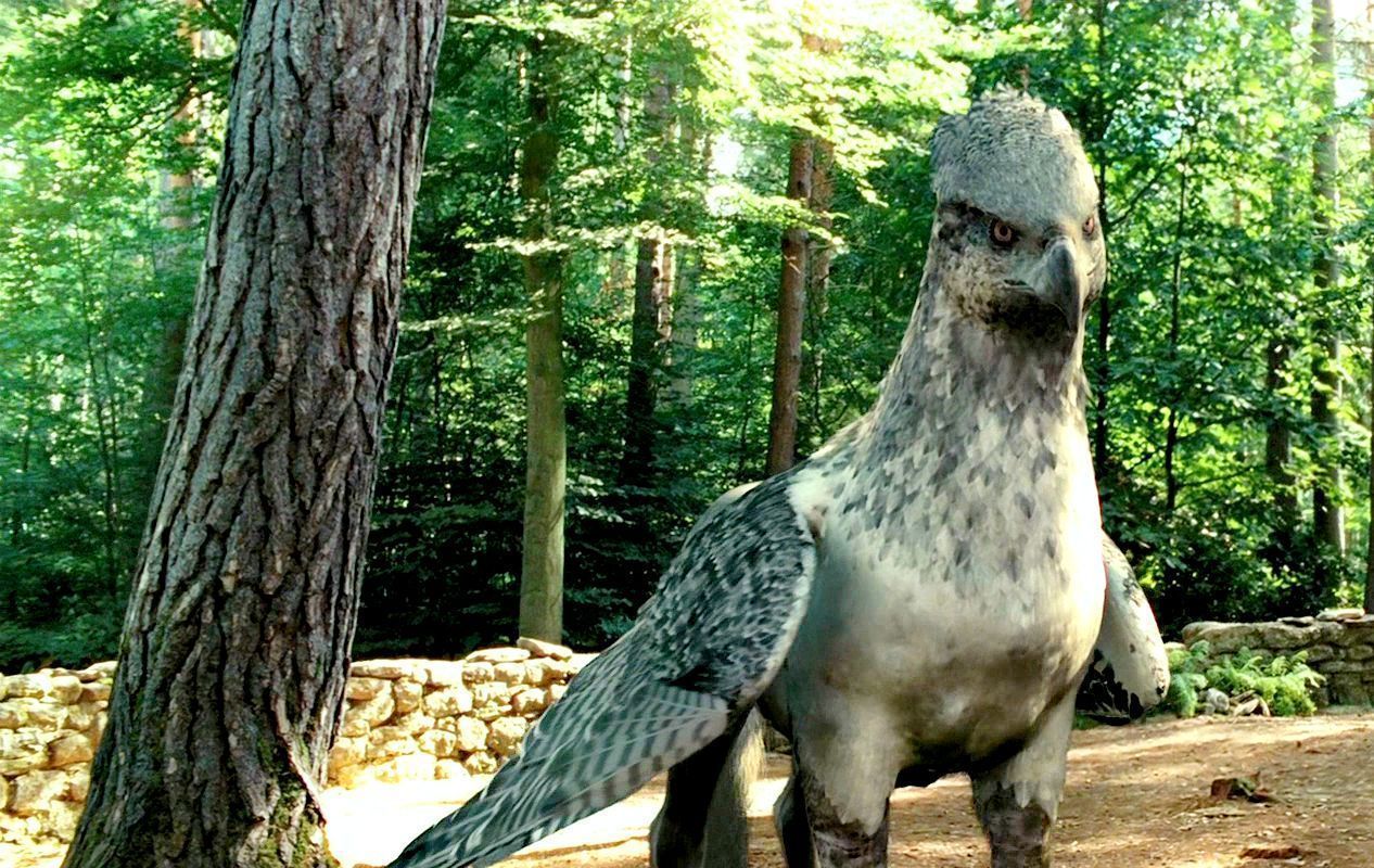 1266x800 Buckbeak Wallpaper