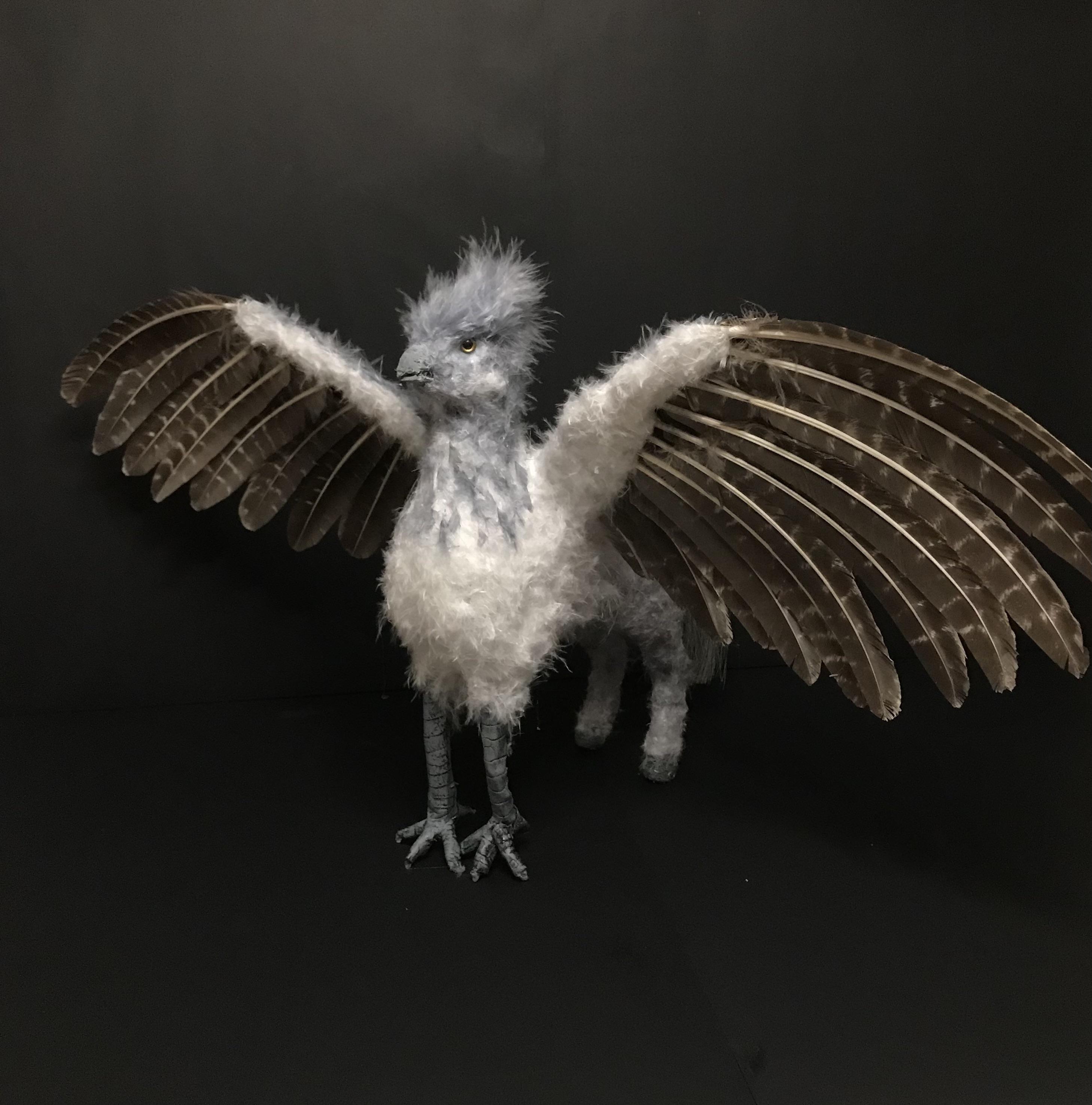 2917x2952 Meet baby Buckbeak!