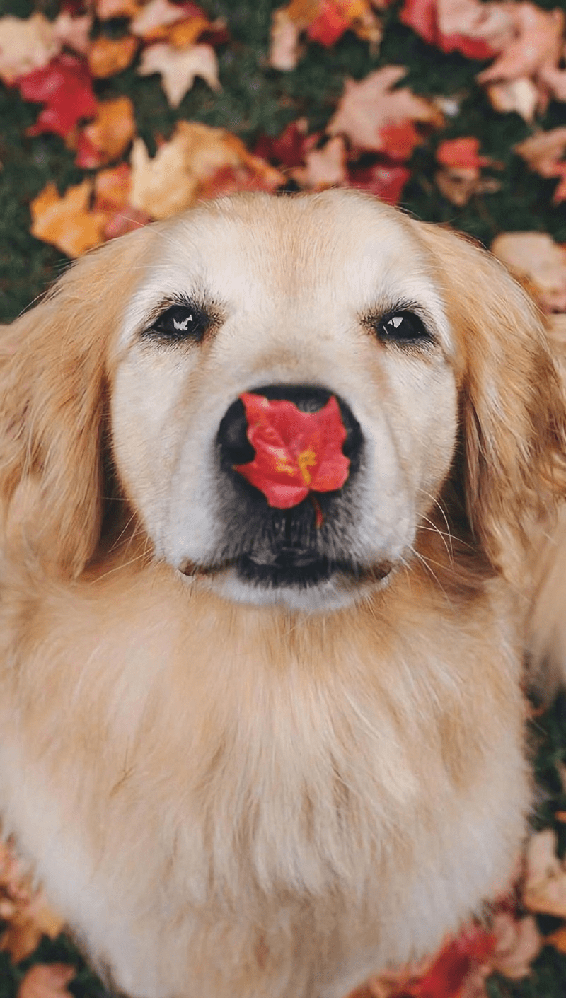 800x1411 animalwallpaperdog. Cute fluffy dogs, Cute dog photo, Cute dogs