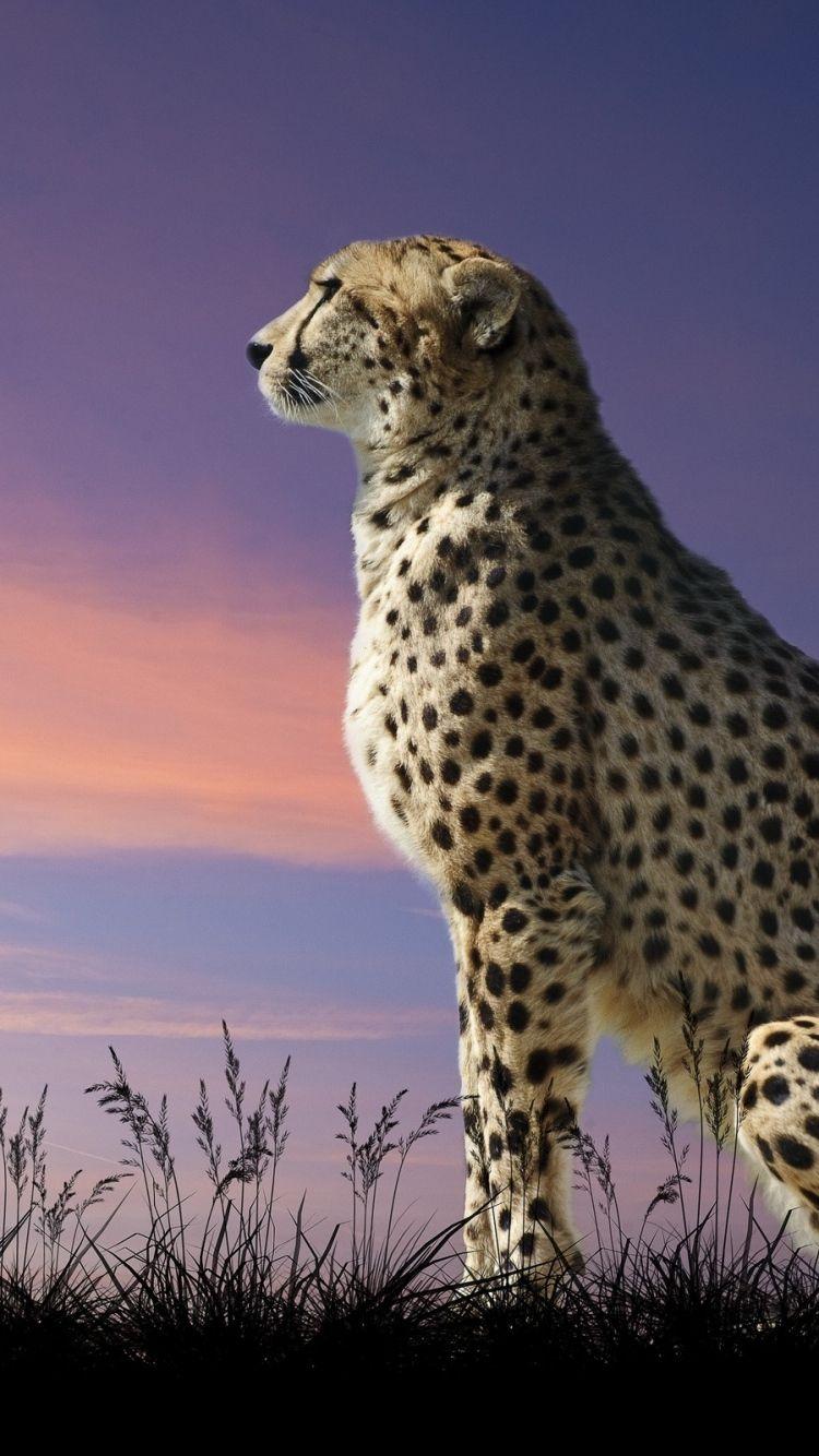 3D Animal iPhone Wallpapers - Top Free