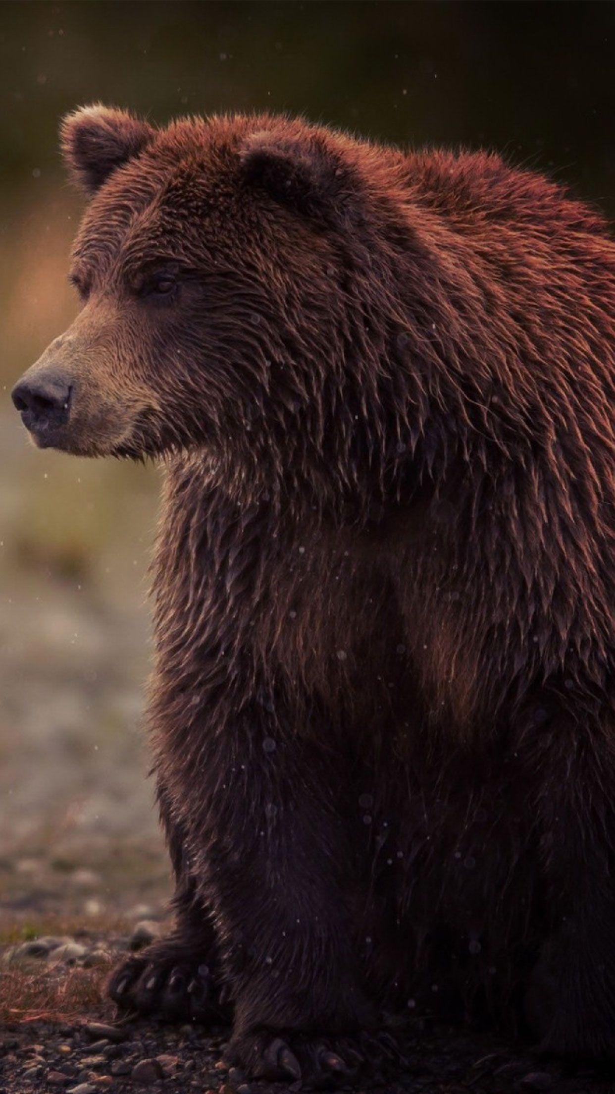Hình nền động vật gấu nâu 1242x2208 # iPhone #android #bear #animal