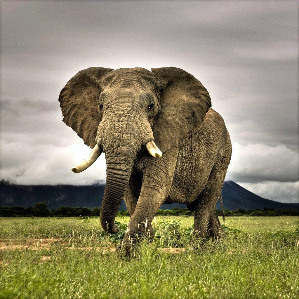 1024x1024 Animals Big Elephant iPad Hình nền iPhone HD Free 277683 Wallpaper