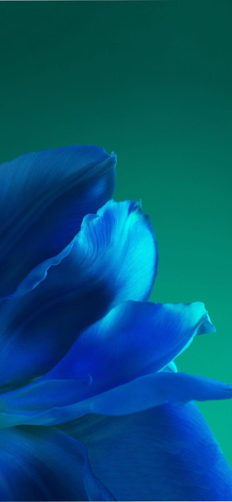 800x1733 HD huawei p40 wallpaper