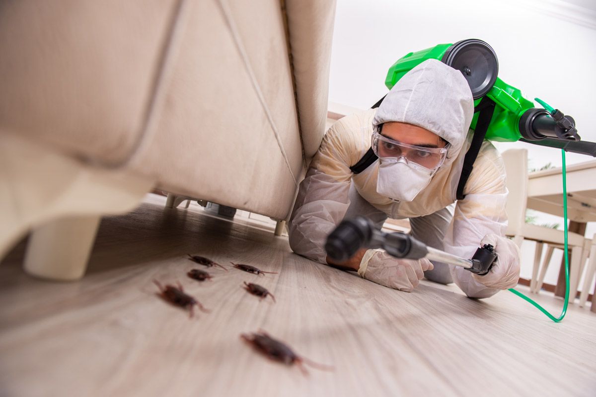 Pest Control Wallpapers - Top Free Pest Control Backgrounds ...