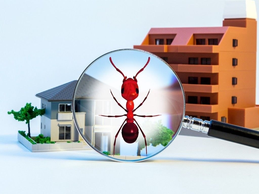 Pest Control Wallpapers Top Free Pest Control Backgrounds