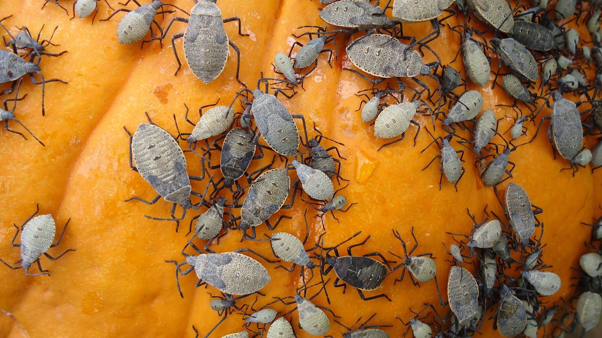 1920x1080 Fall Pest Control Tips: Prep for These 5 Major Pests Pest Rangers