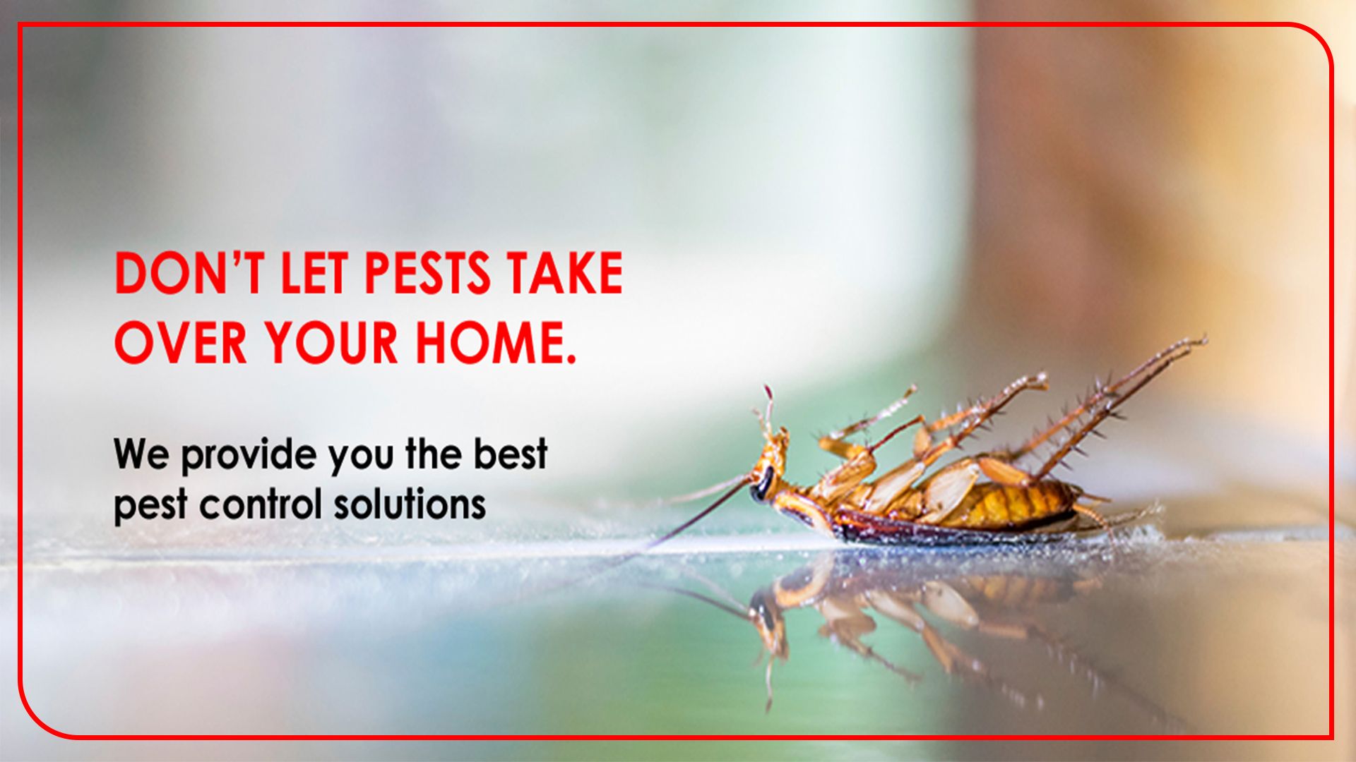 Pest Control Wallpapers Top Free Pest Control Backgrounds Wallpaperaccess 0418