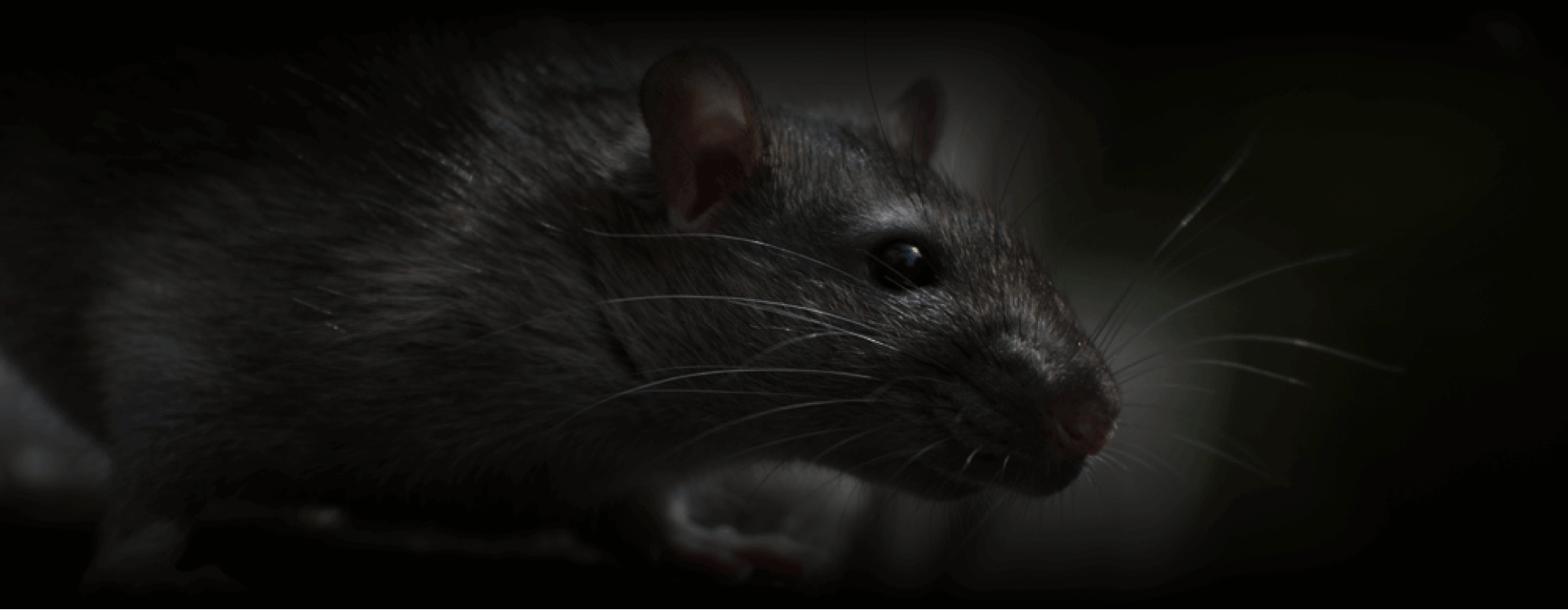 1920x747 Yale Pest Control