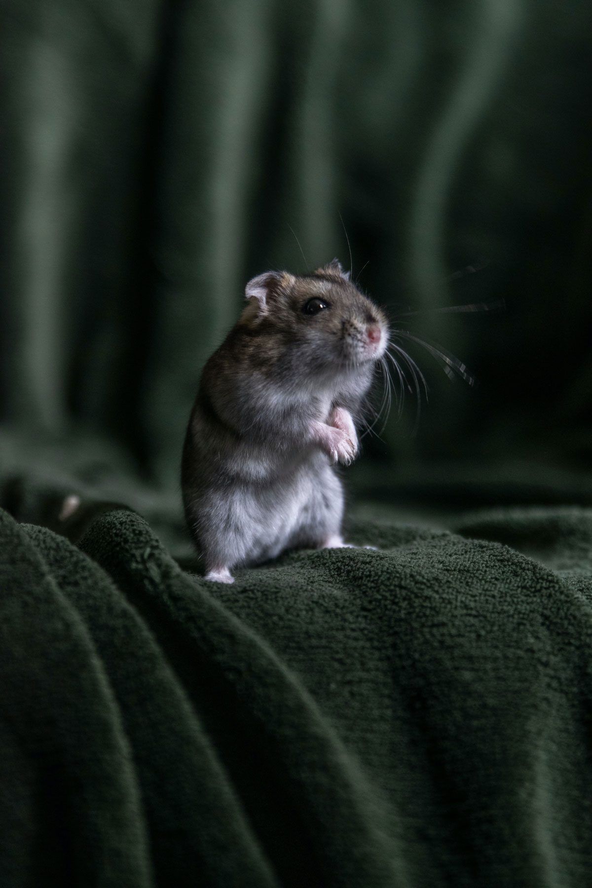 1200x1800 Mice Pest Control Pest Solutions