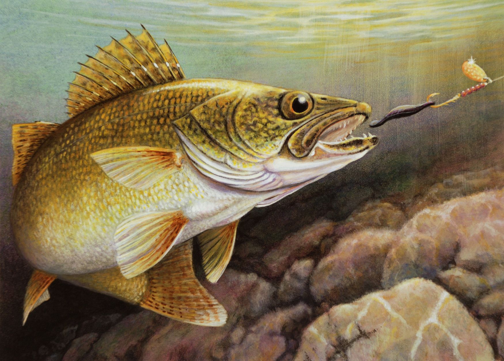 1750x1254 Walleye Wallpaper Gallery. Fish artwork, Walleye, Wildlife art