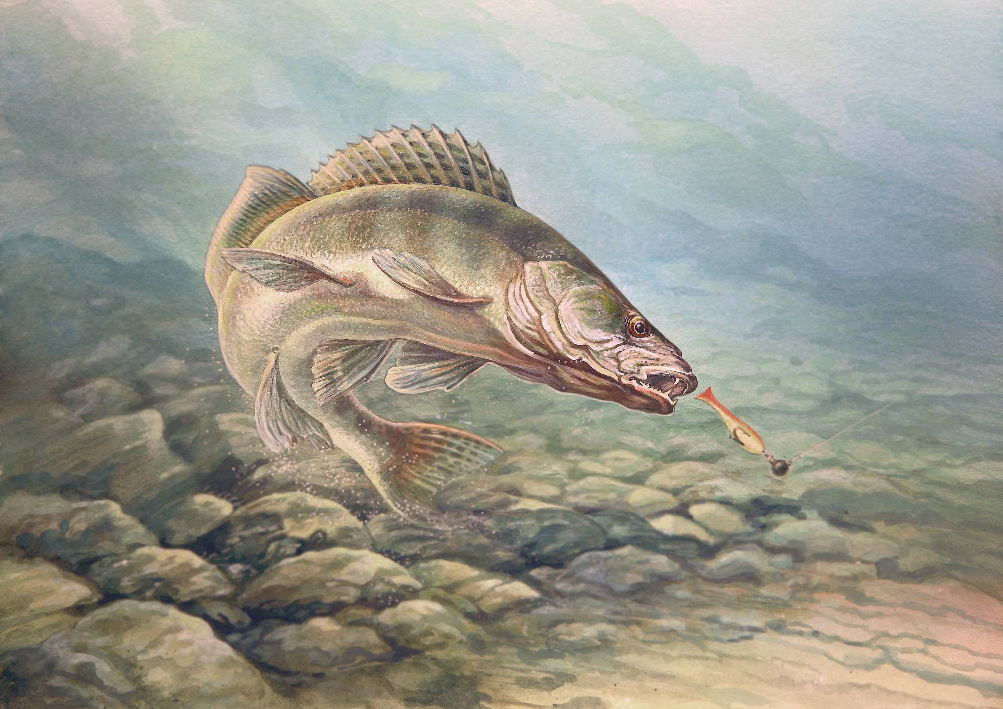 3508x2480 Walleye Wallpaper