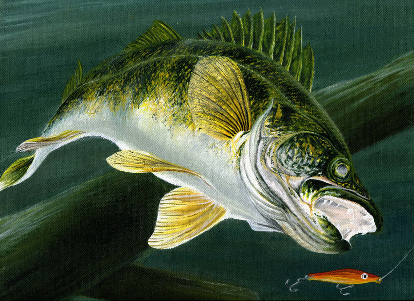 1345x978 Walleye Picture