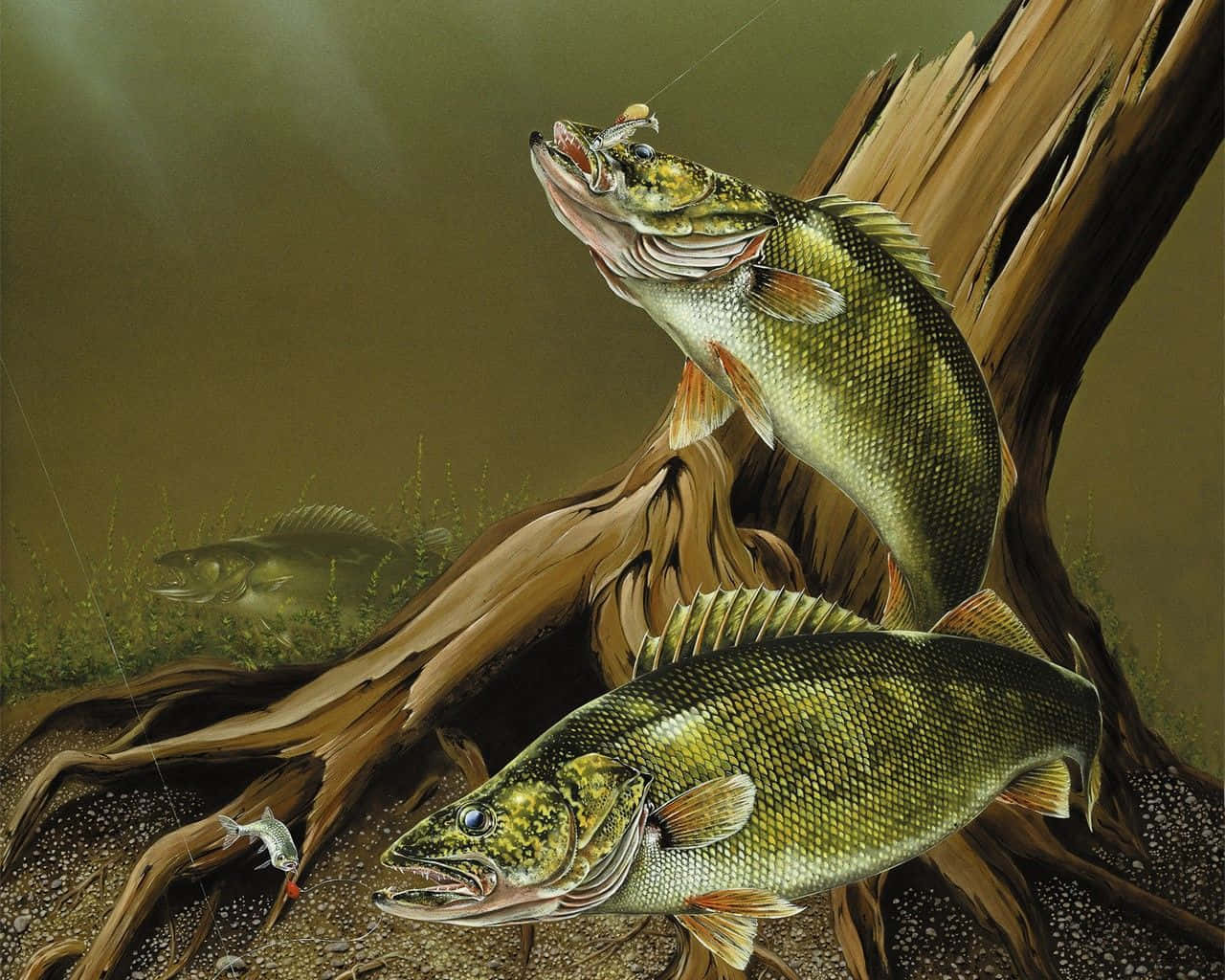 1280x1024 Download A monster Walleye awaits its next catch