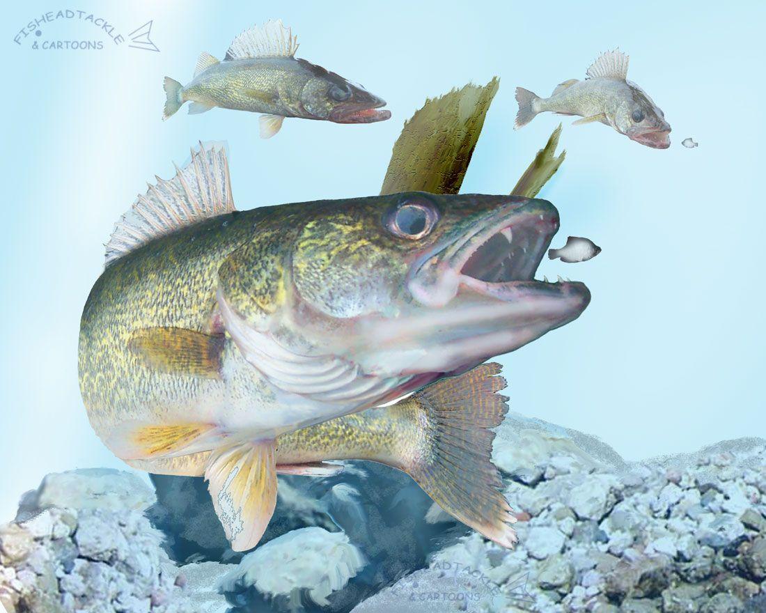 1100x880 Walleye Wallpaper