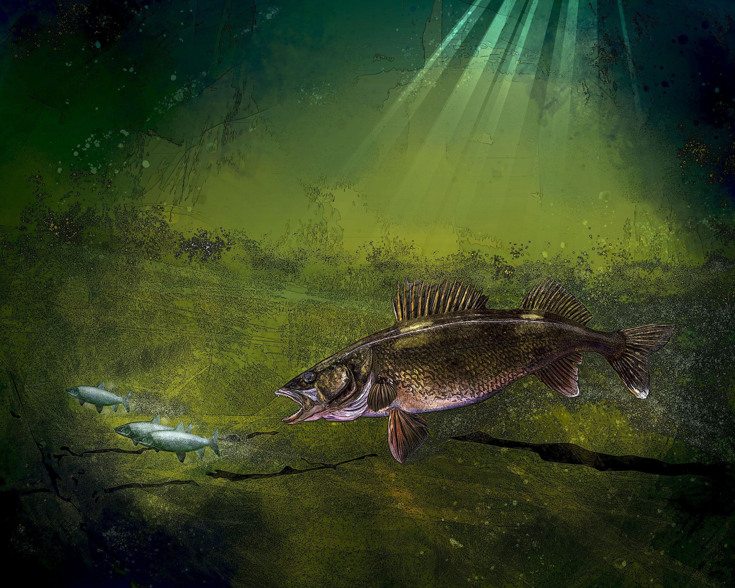 2500x2000 Walleye the Chase: Giclee Walleye Fishing Art Print
