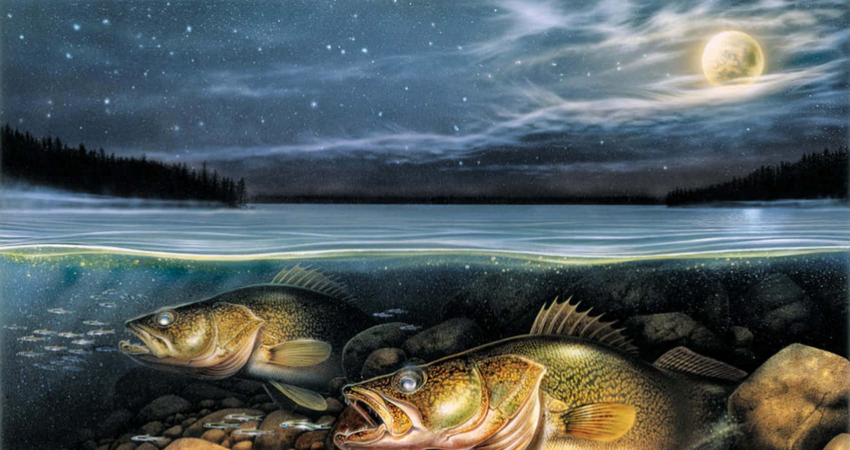 1698x900 Walleye Picture