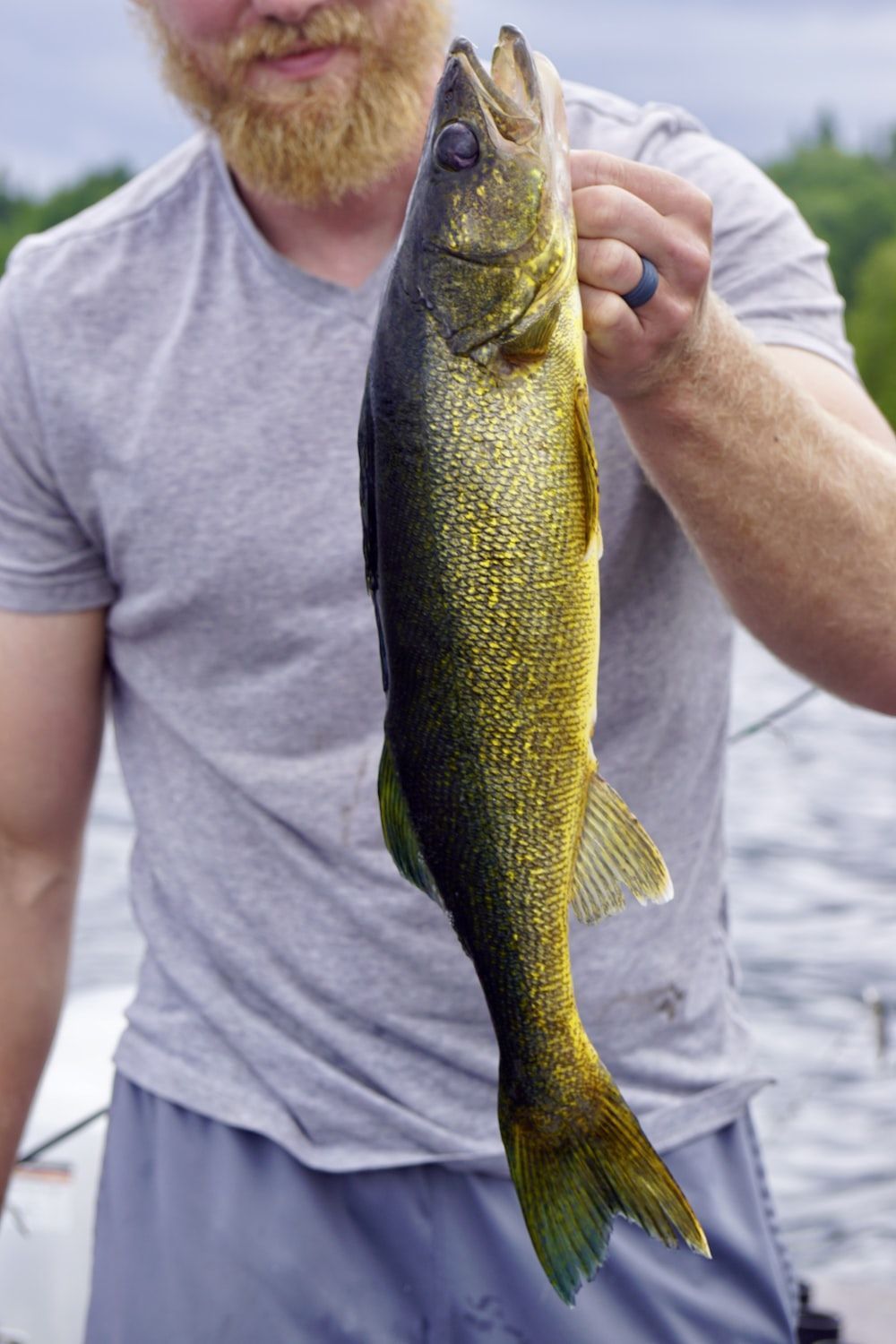 1000x1500 Walleye Picture. Download Free Image