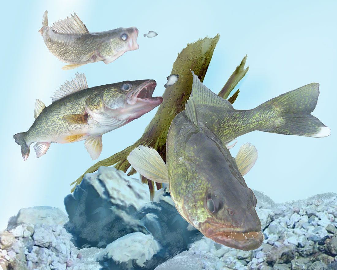 1100x880 Free download Back to Wallpaper [1100x880] for your Desktop, Mobile & Tablet. Explore Walleye Wallpaper. Toledo Walleye Wallpaper, Walleye Wallpaper