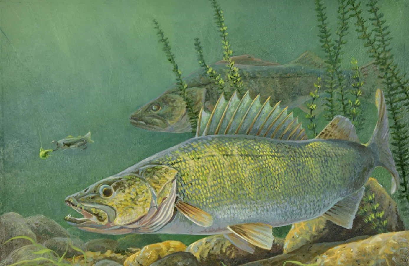 1386x900 Download Beautiful Walleye Fish Swimming in a Clean and Crystal Clear Lake