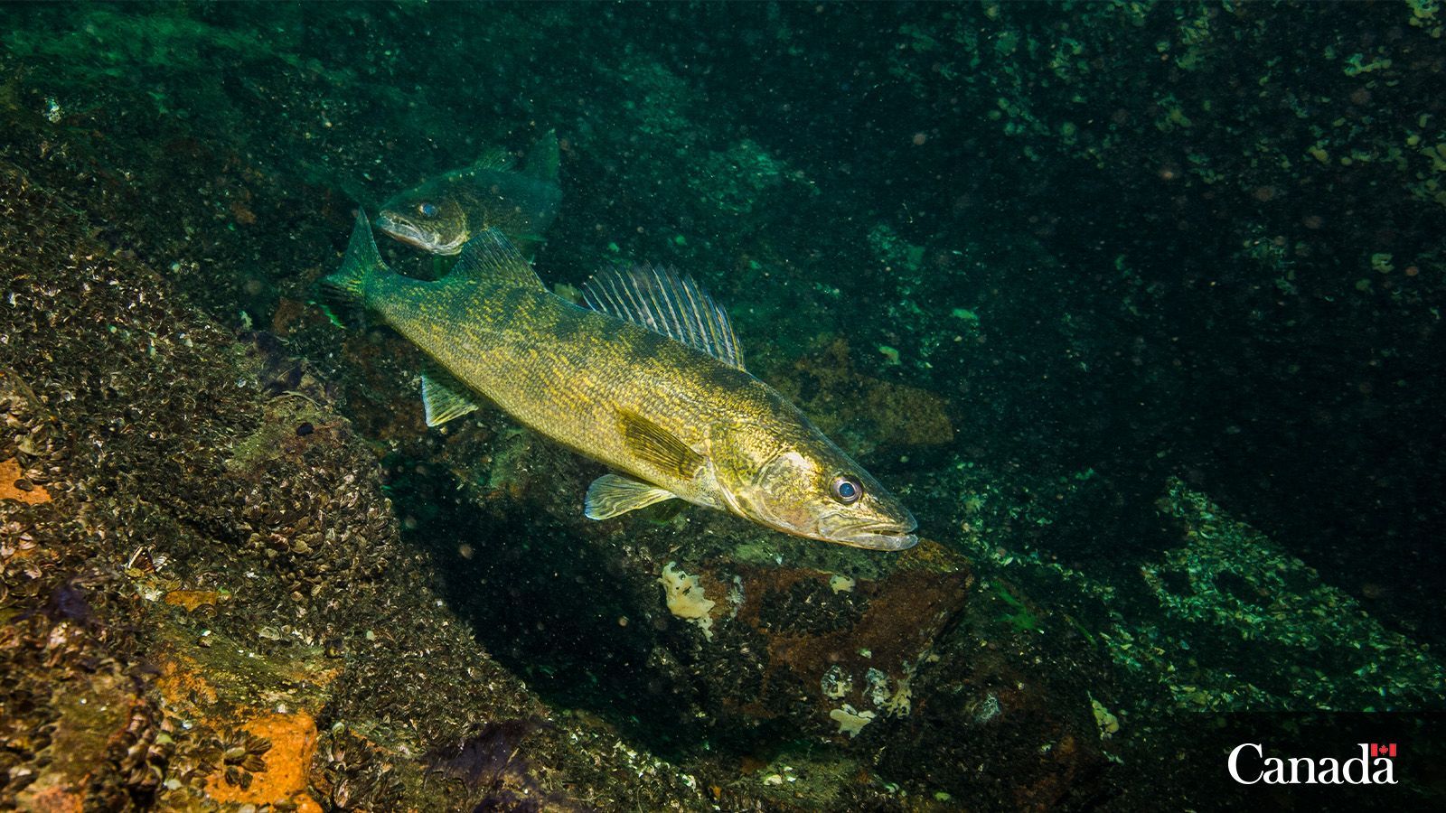 1600x900 Fisheries and Oceans on X: The answer is A, it's the walleye! Learn more: / X