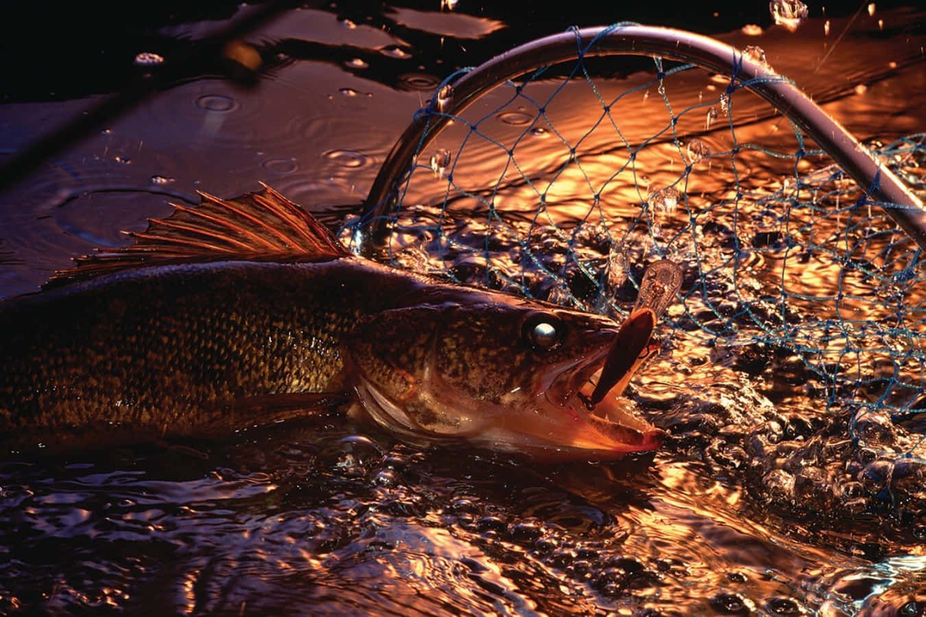 1350x900 Download Enjoying The Outdoor World With A Walleye