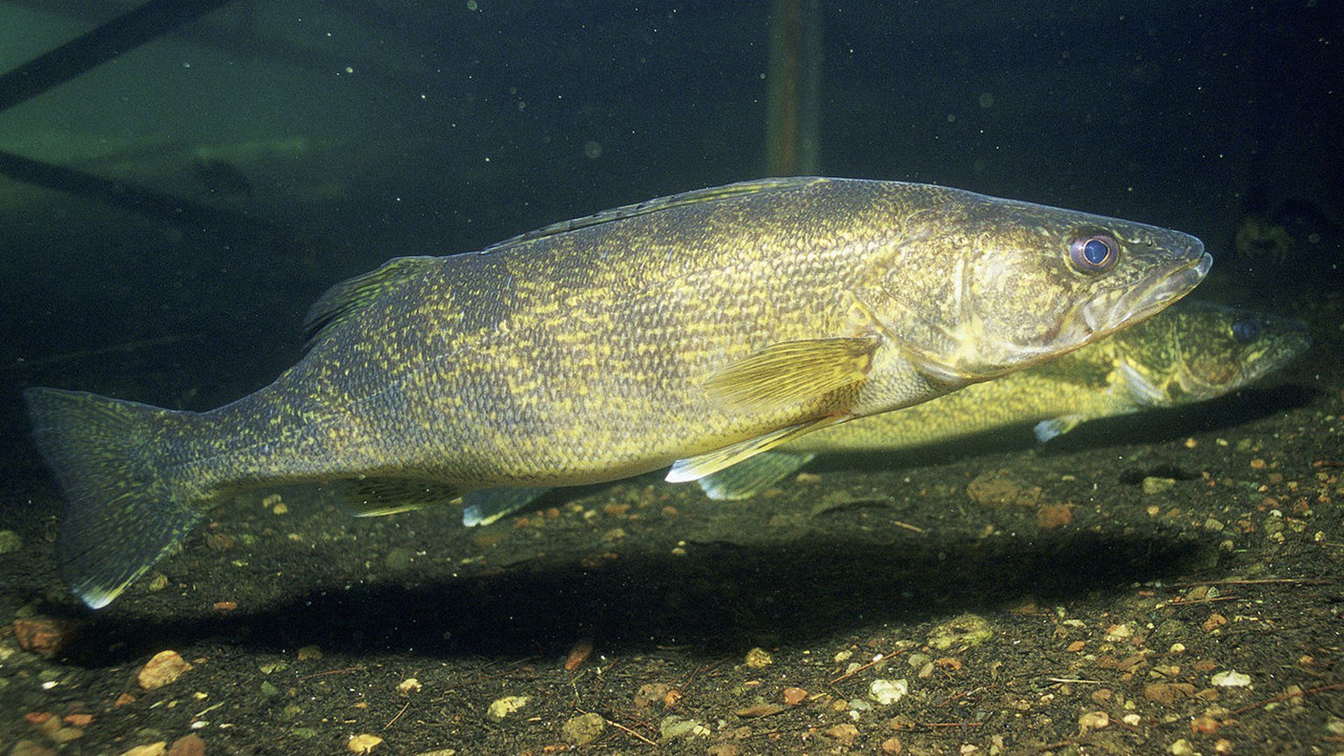 1920x1080 Illegally Stocked Walleye Caught In Idaho's Lake Cascade