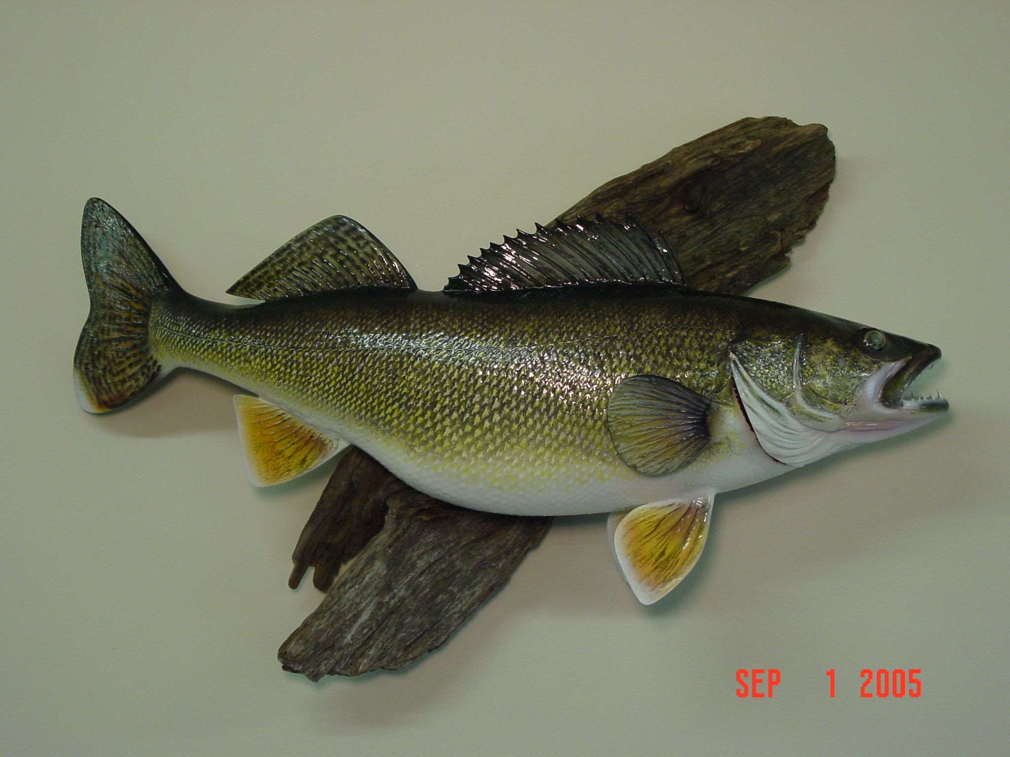 2048x1536 Free download Walleye Wallpaper Walleye iijpg [2048x1536] for your Desktop, Mobile & Tablet. Explore Walleye Wallpaper. Toledo Walleye Wallpaper, Walleye Wallpaper