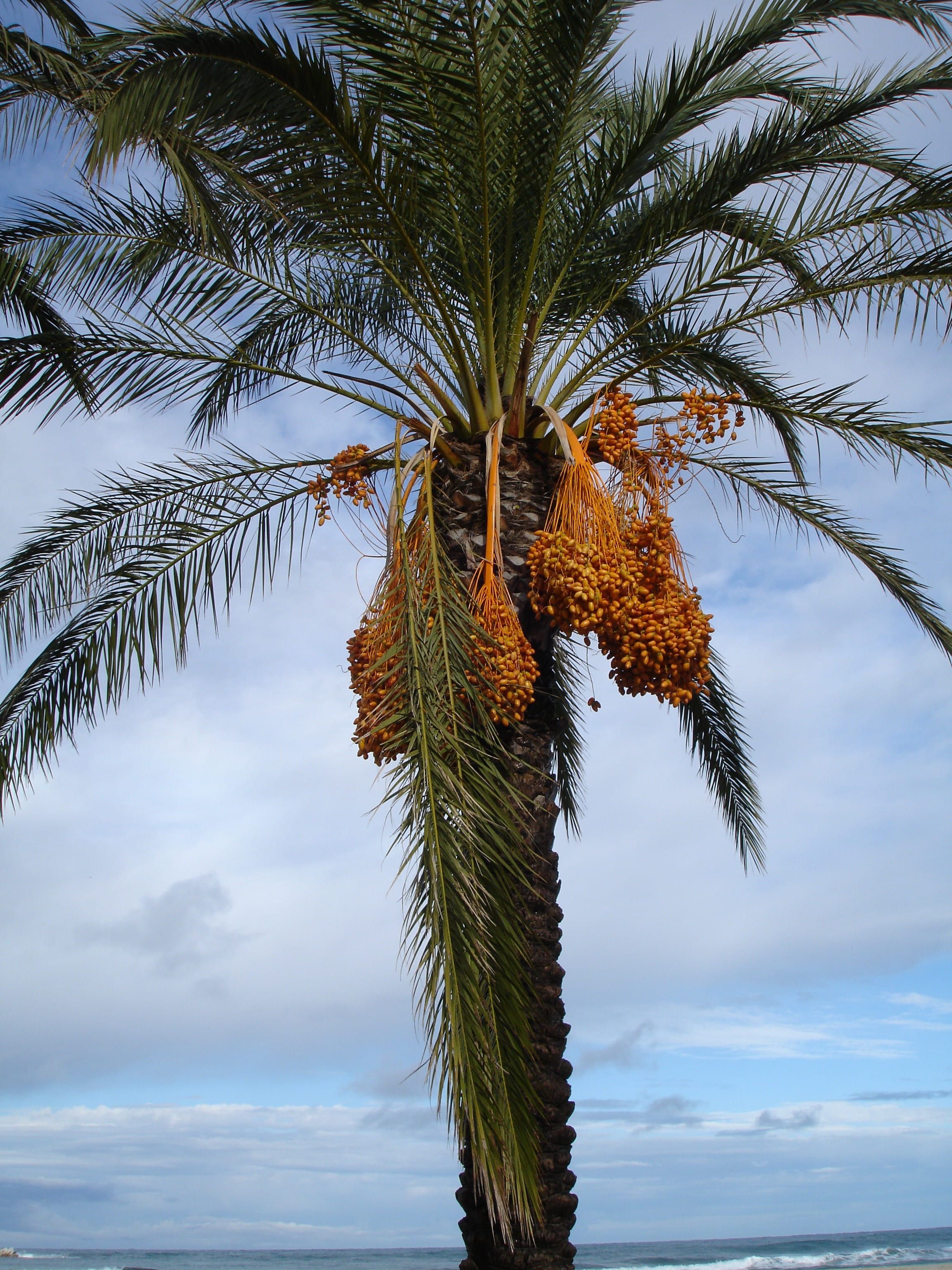 Date Palm Wallpapers - Top Free Date Palm Backgrounds - WallpaperAccess