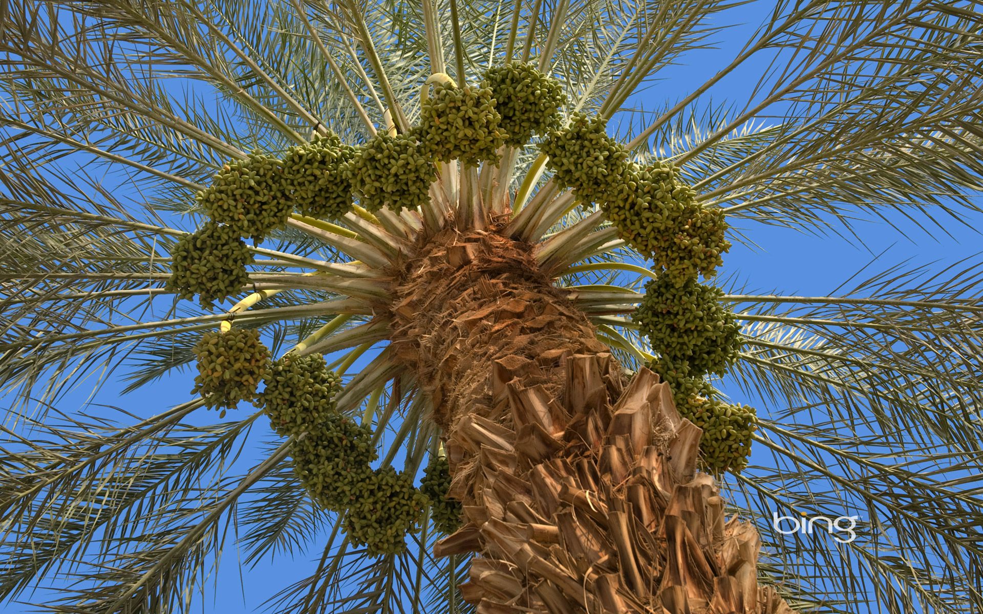Date Palm Wallpapers - Top Free Date Palm Backgrounds - WallpaperAccess
