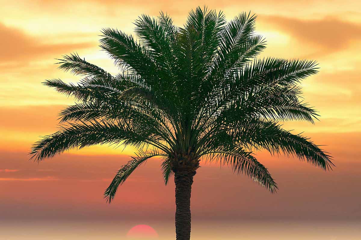 Date Palm Wallpapers Top Free Date Palm Backgrounds WallpaperAccess