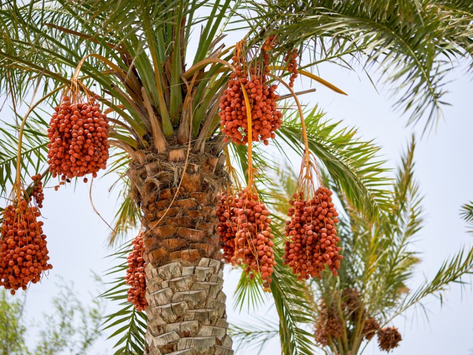 Date Palm Wallpapers - Top Free Date Palm Backgrounds - WallpaperAccess