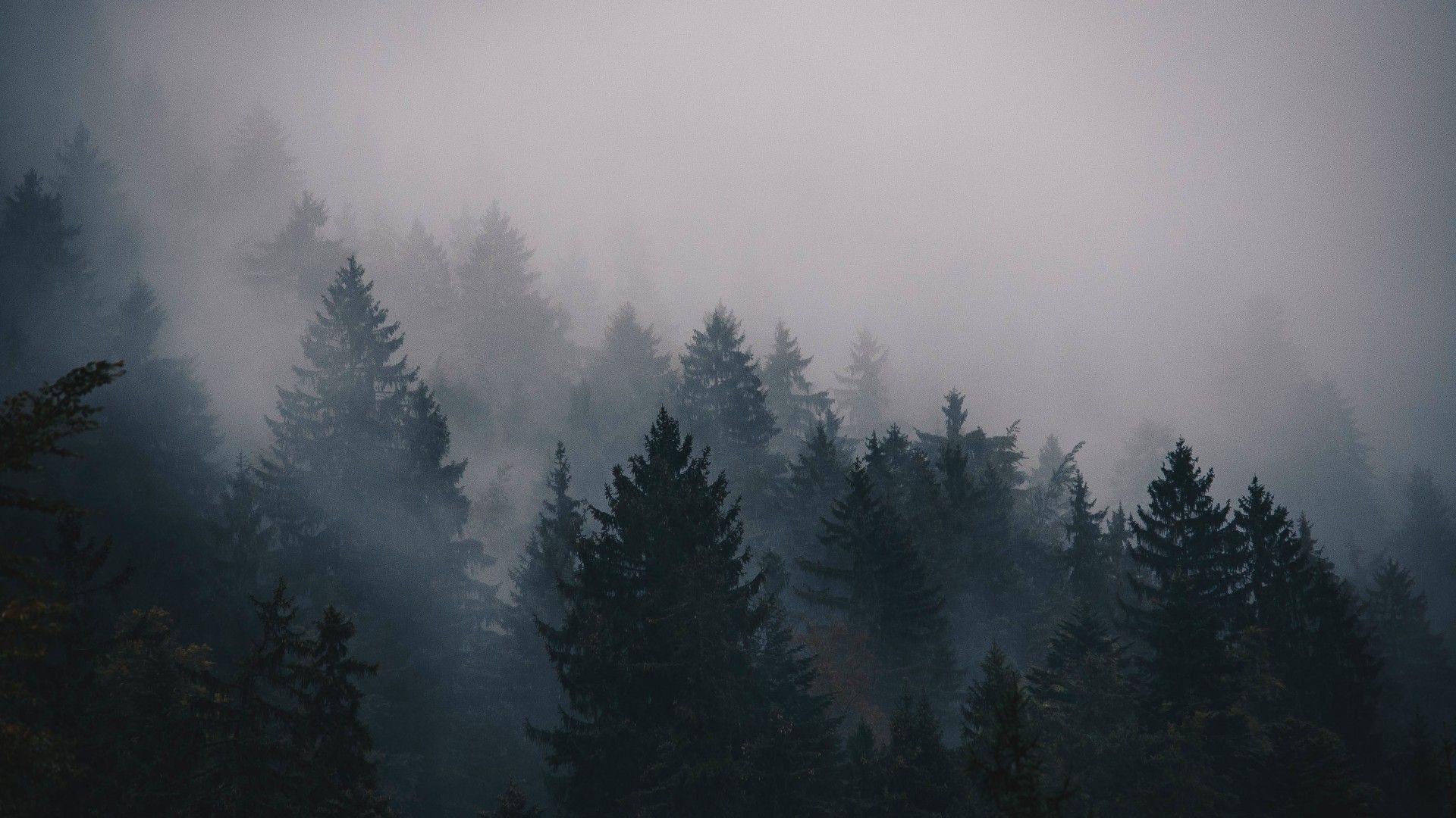 1920x1080 Wallpaper fog, 5k, 4k wallpaper, trees, forest, Nature