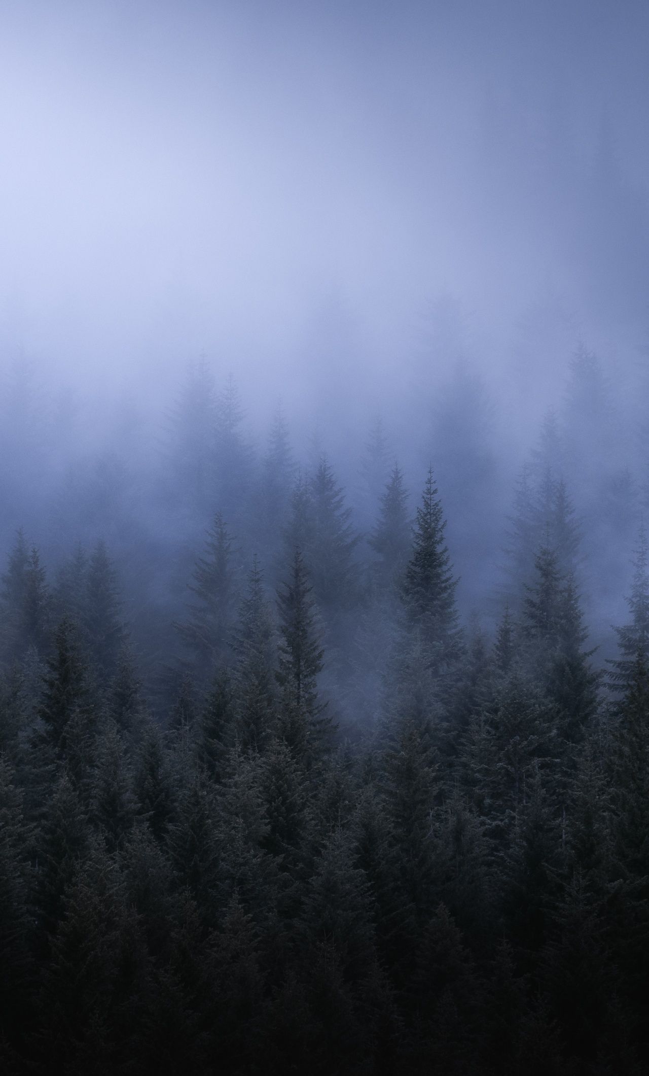 1280x2120 Fog Dark Forest Tress Landscape 5k iPhone HD 4k Wallpaper, Image, Background, Photo and Picture