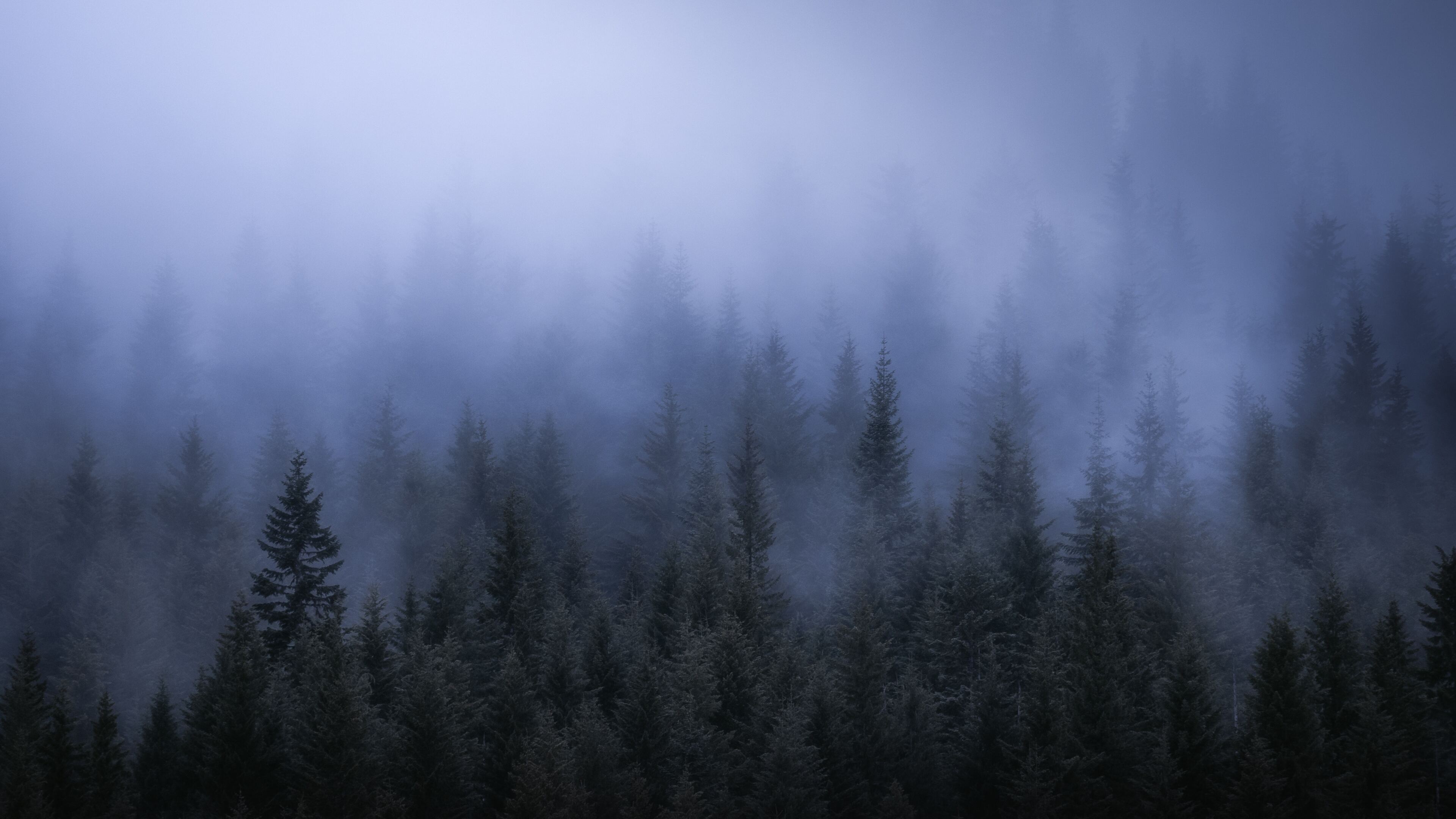 3840x2160 Fog Dark Forest Tress Landscape 5k 4k HD 4k Wallpaper, Image, Background, Photo and Picture