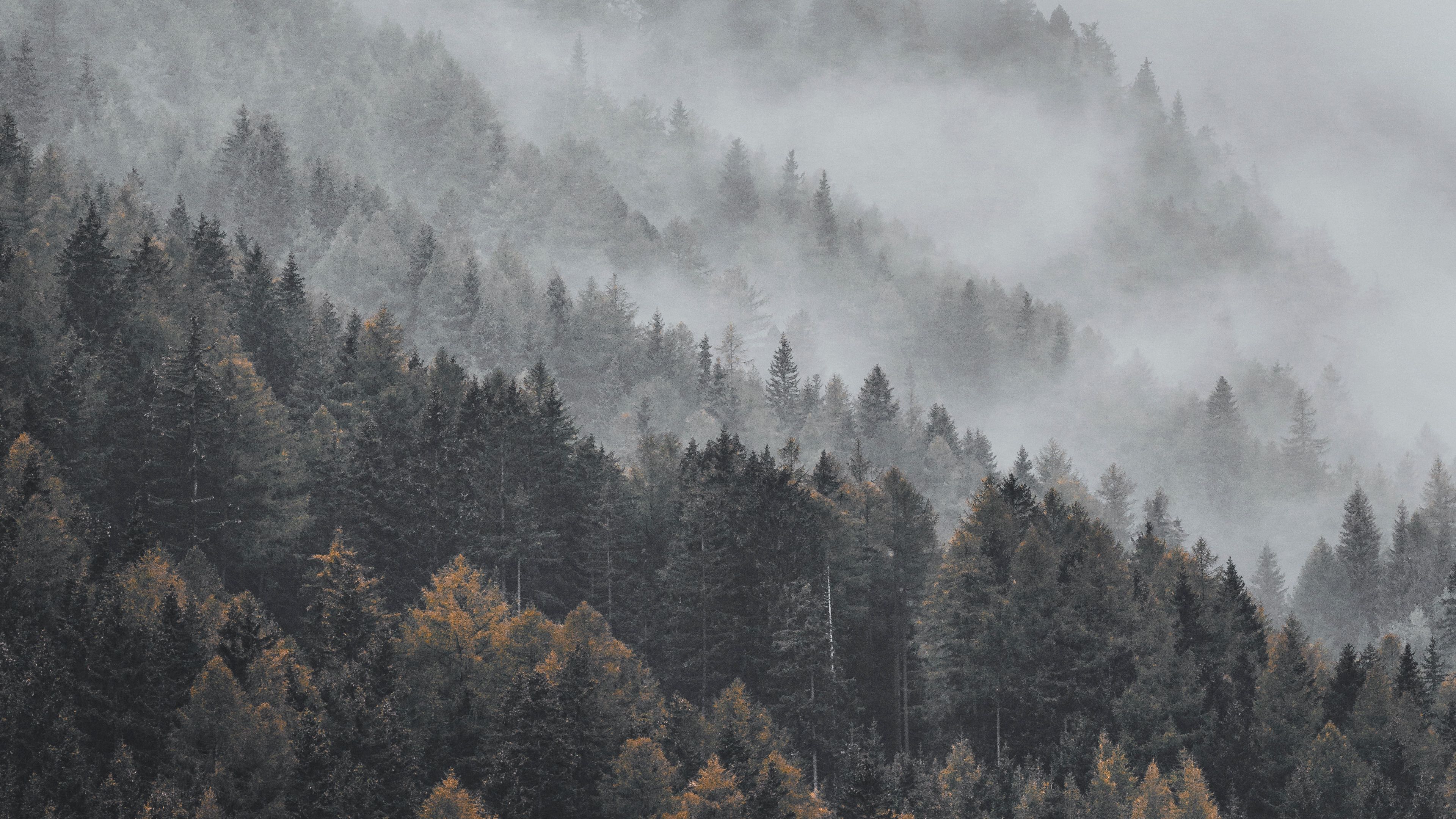 3840x2160 Download wallpaper 3840x2160 forest, fog, trees, treetops, landscape 4k uhd 16:9 HD background