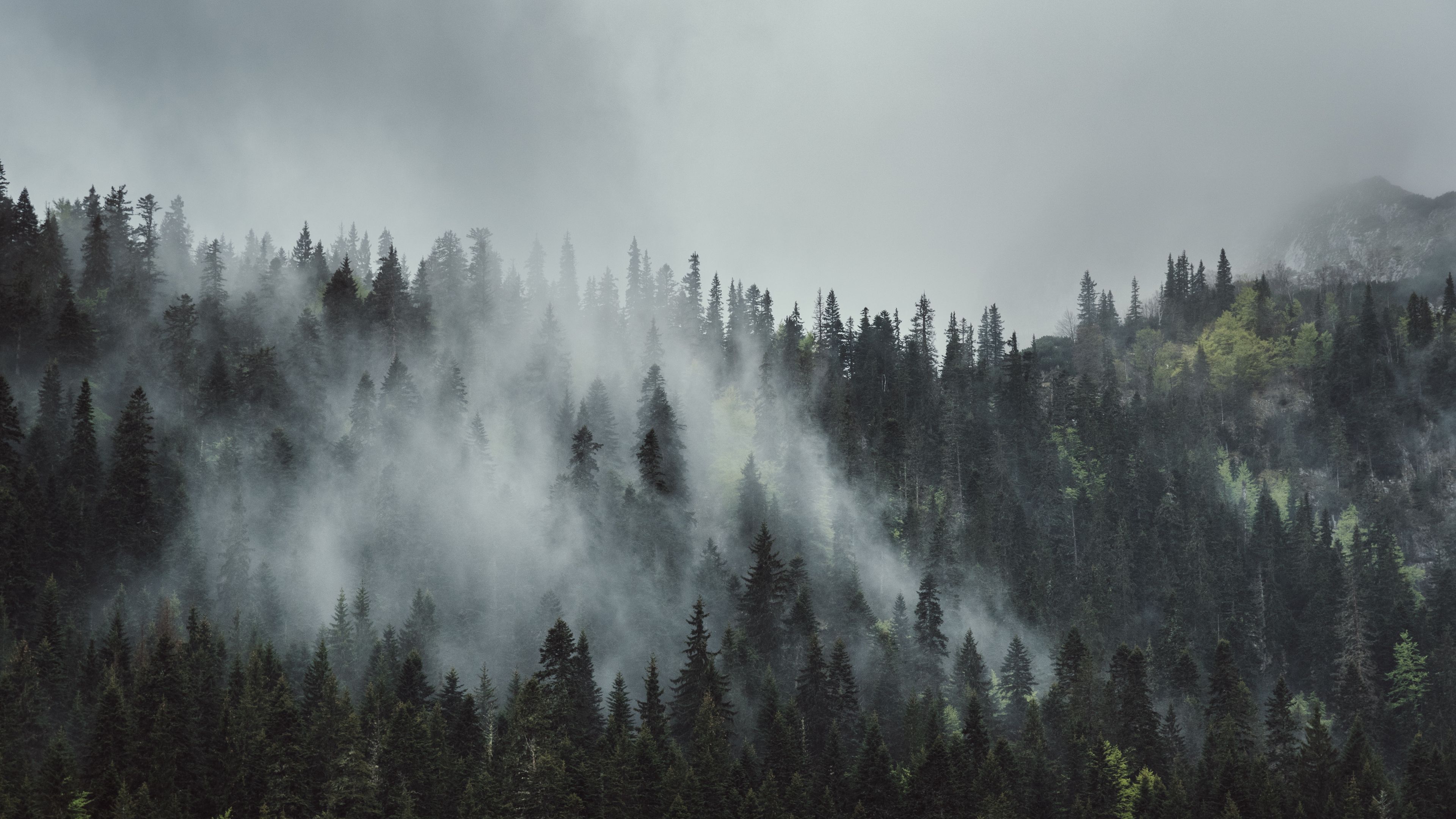 3840x2160 Download wallpaper 3840x2160 forest, fog, trees, mountains, crowns, tops 4k uhd 16:9 HD background