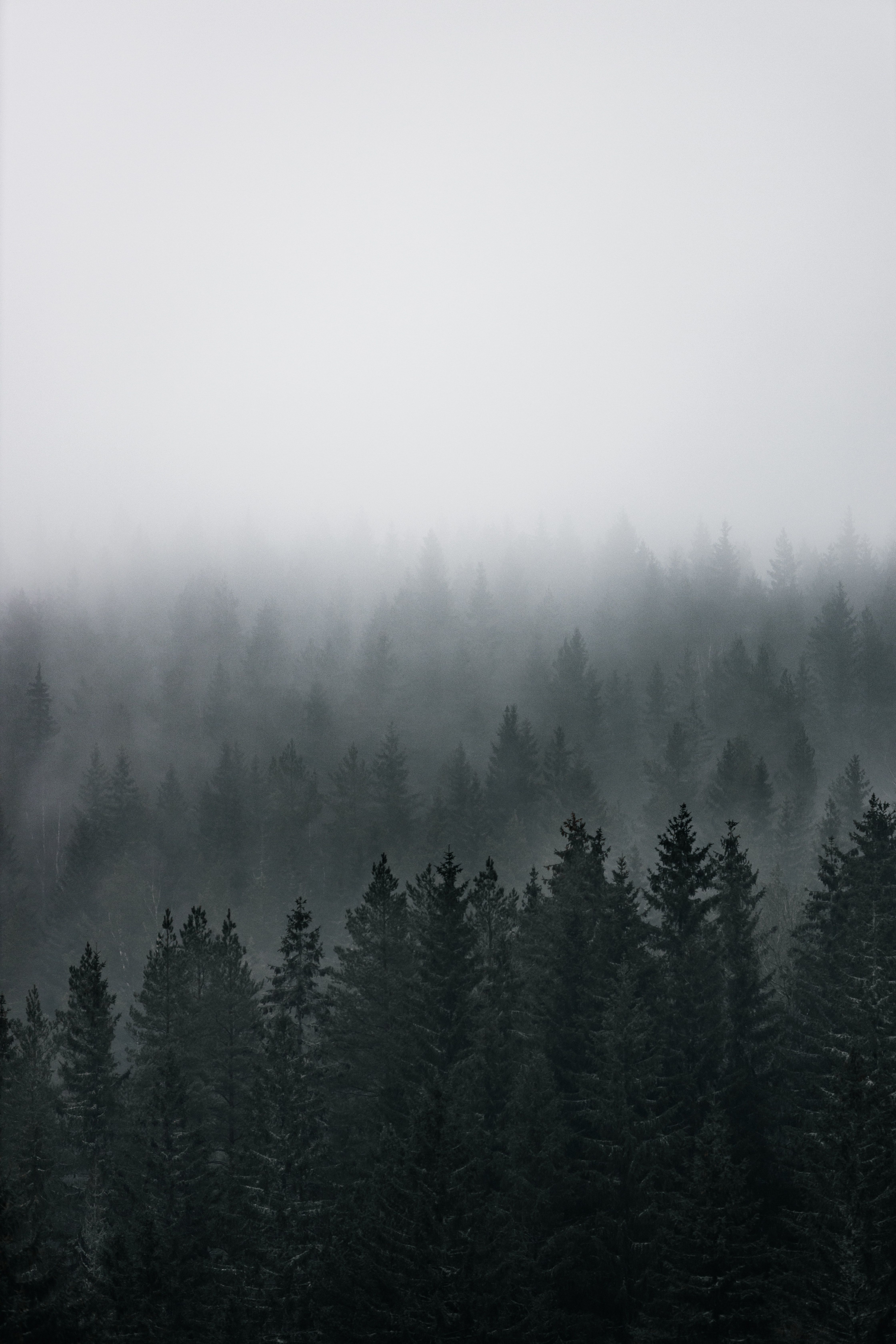 4480x6720 Download Fog wallpaper for mobile phone, free Fog HD picture