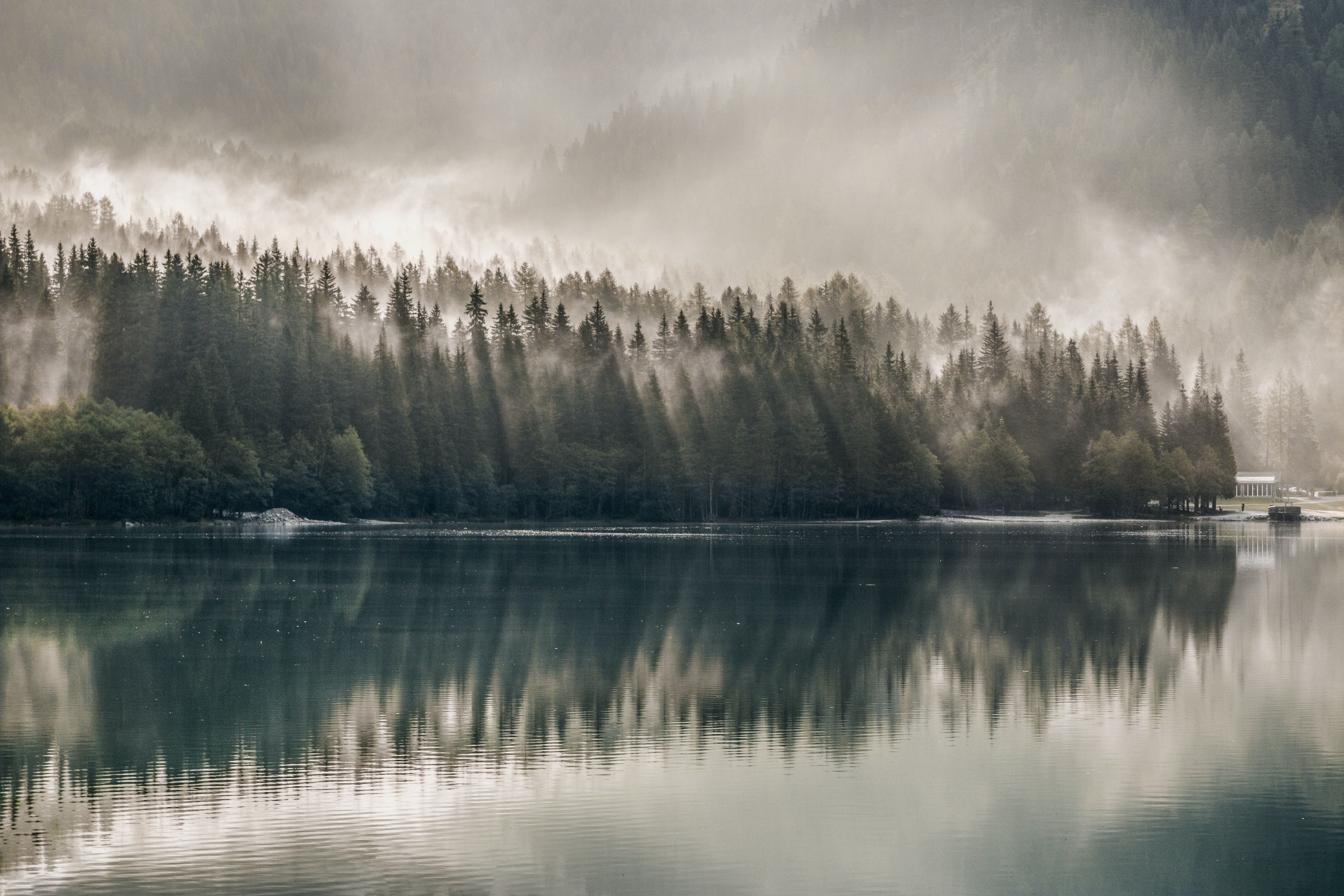 5472x3648 Foggy Forest Photo, Download The BEST Free Foggy Forest & HD Image