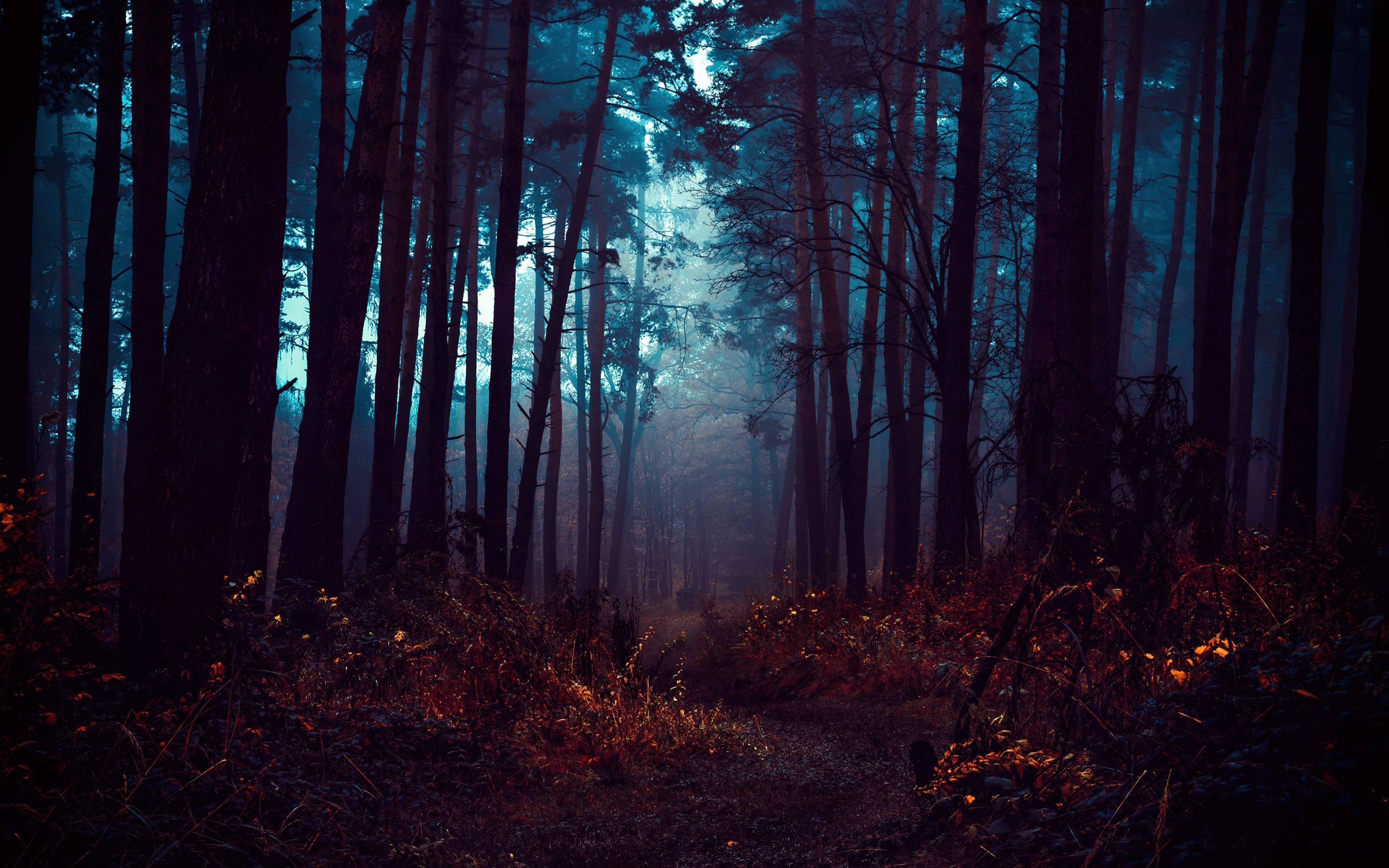 2880x1800 Forest Wallpaper 4K, Fog, Morning, Dark, Path, Autumn