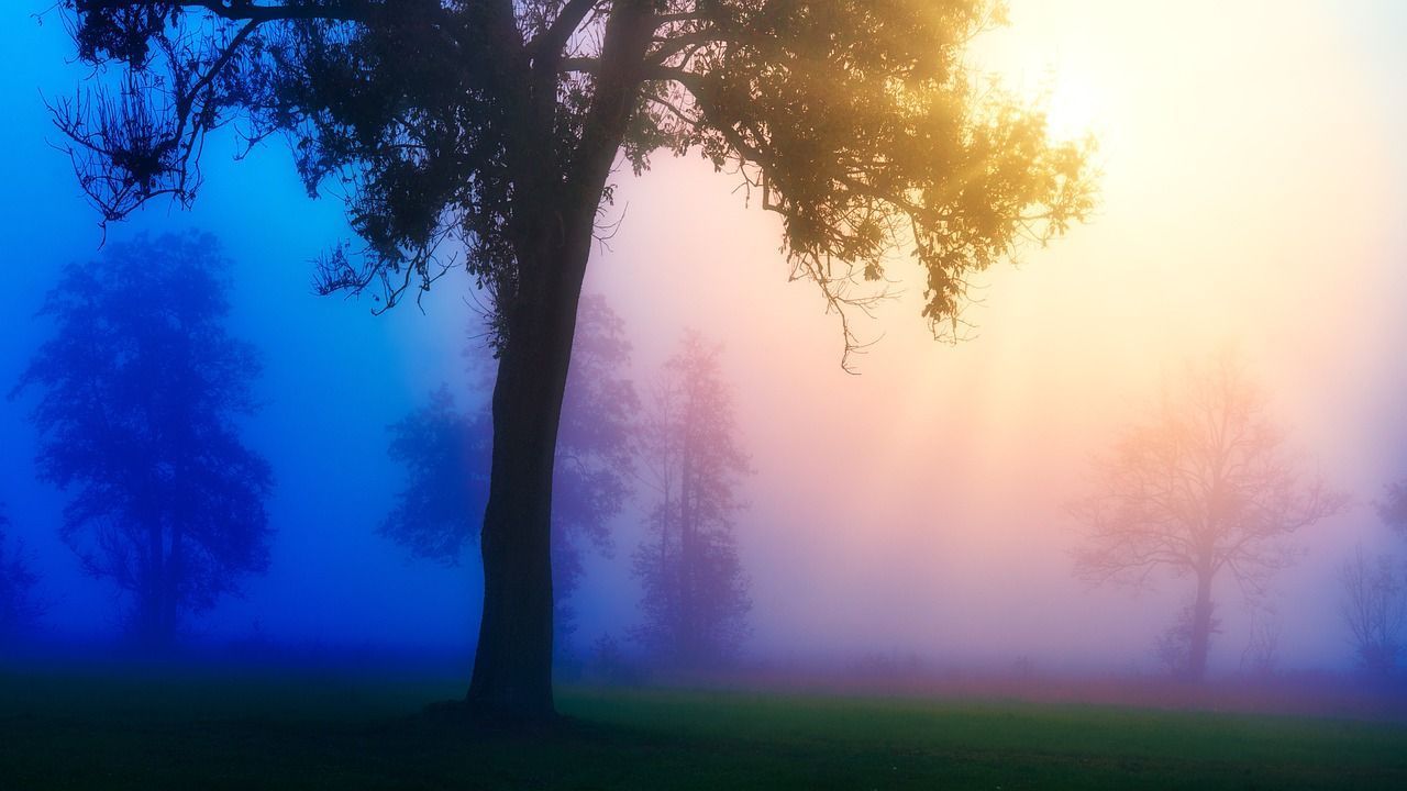 1280x720 Tree Fog Nature
