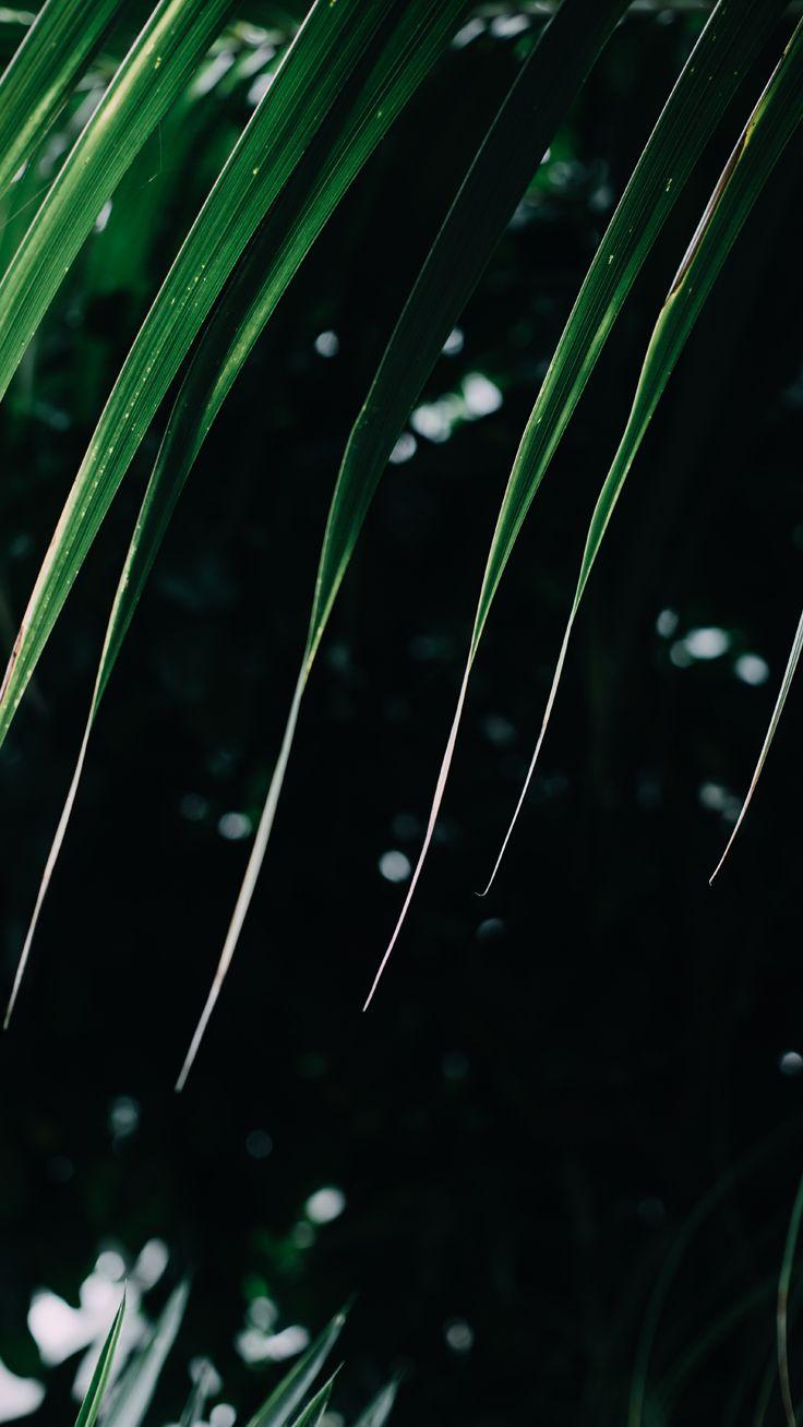 736x1308 Gorgeous iPhone 7 & 7 Plus Wallpaper